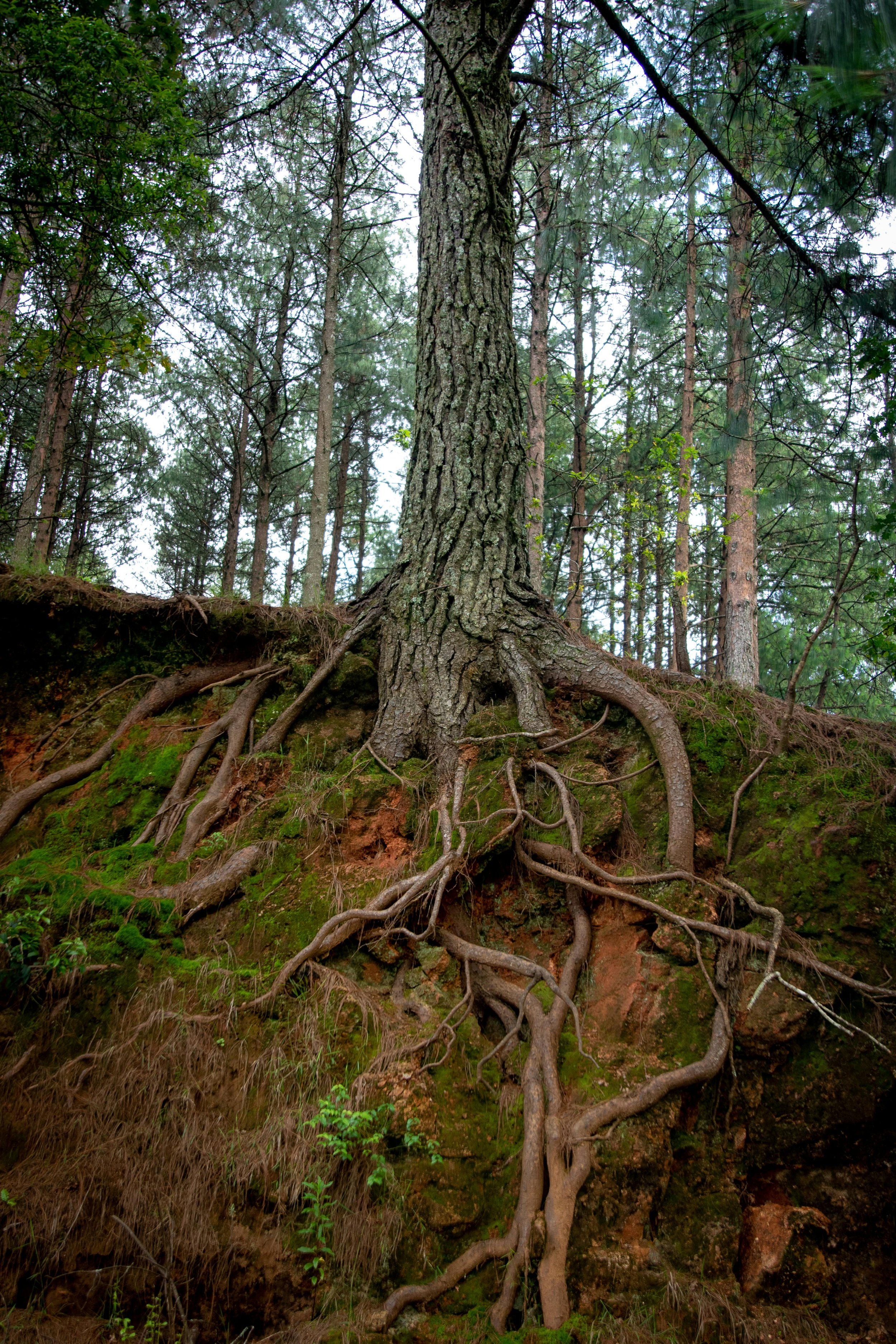View of a tall tree with exposed roots on a forested hillside, surrounded by other trees and dense greenery.