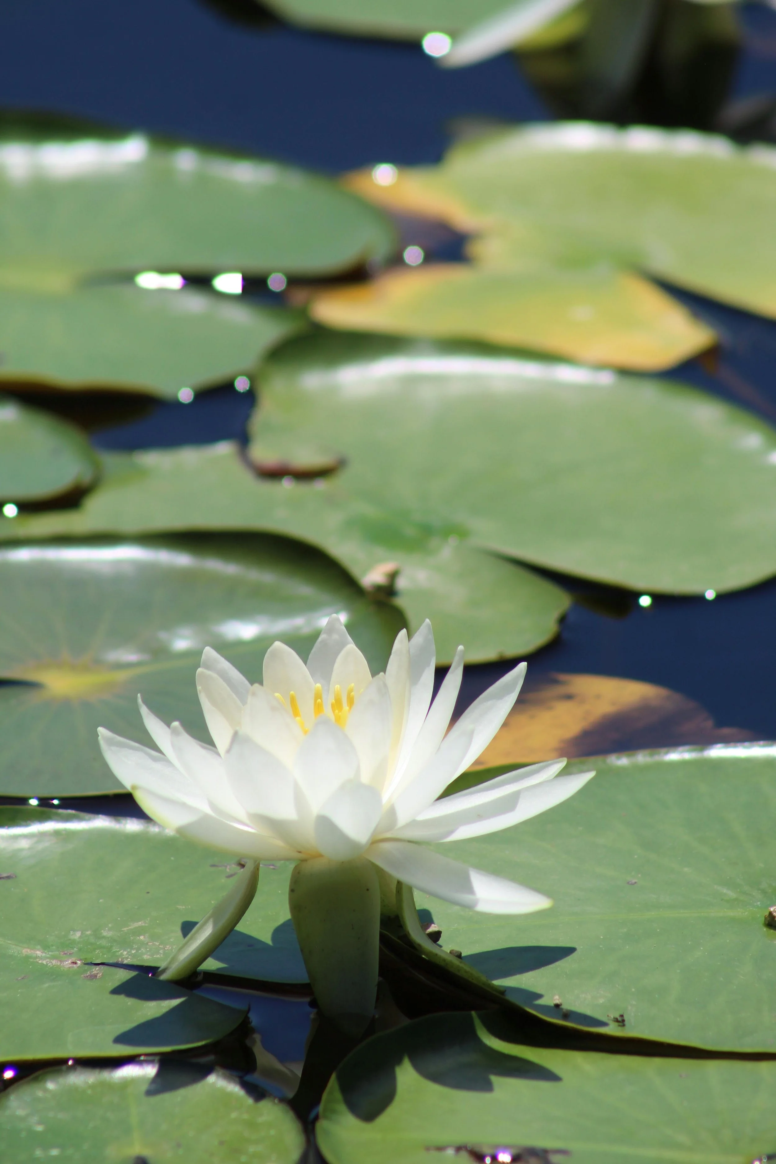white water lotus flower