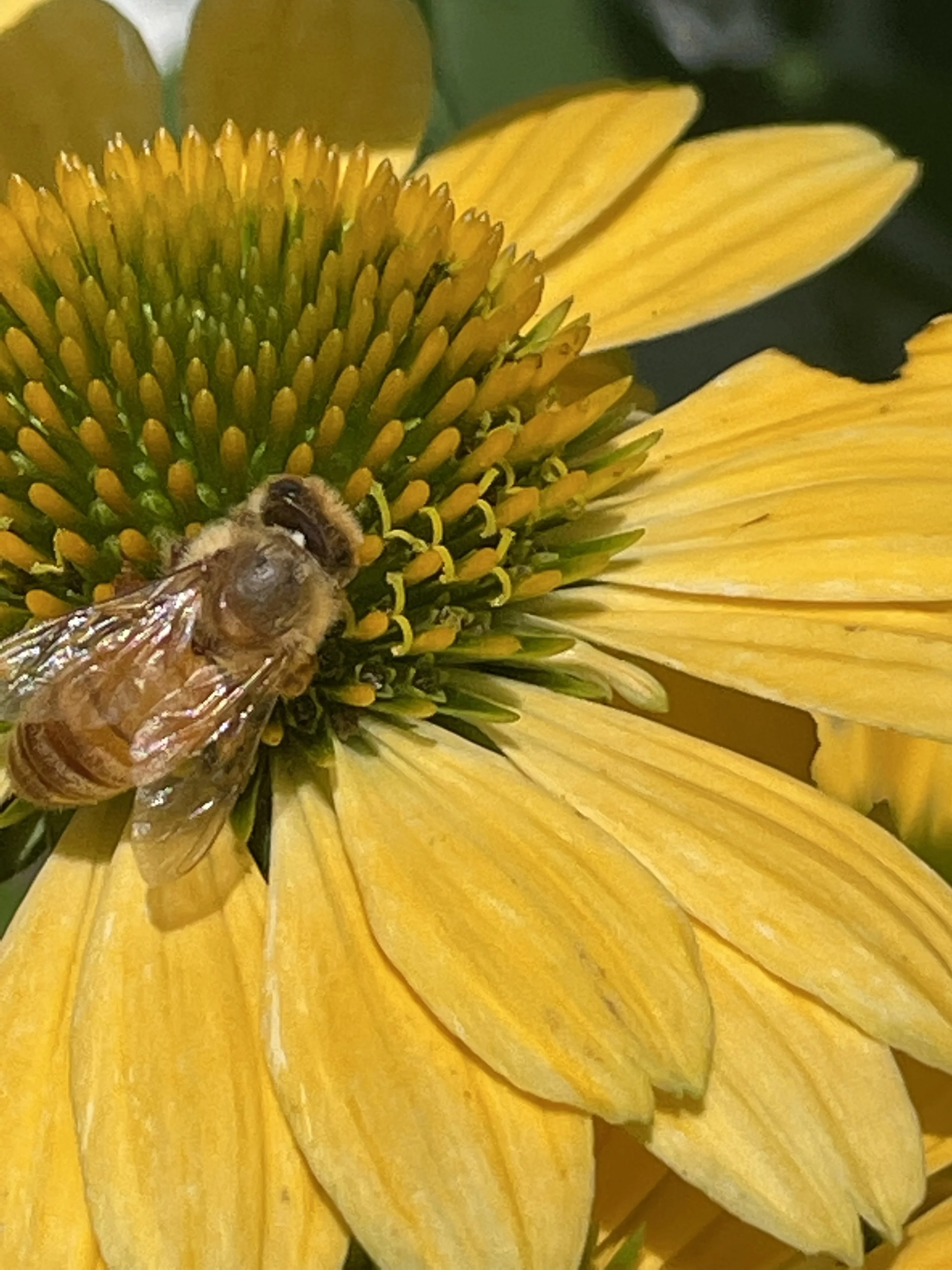 Raw wildflower honey jar from Brett Lane Bees, Greenfield Hill Fairfield Connecticut.