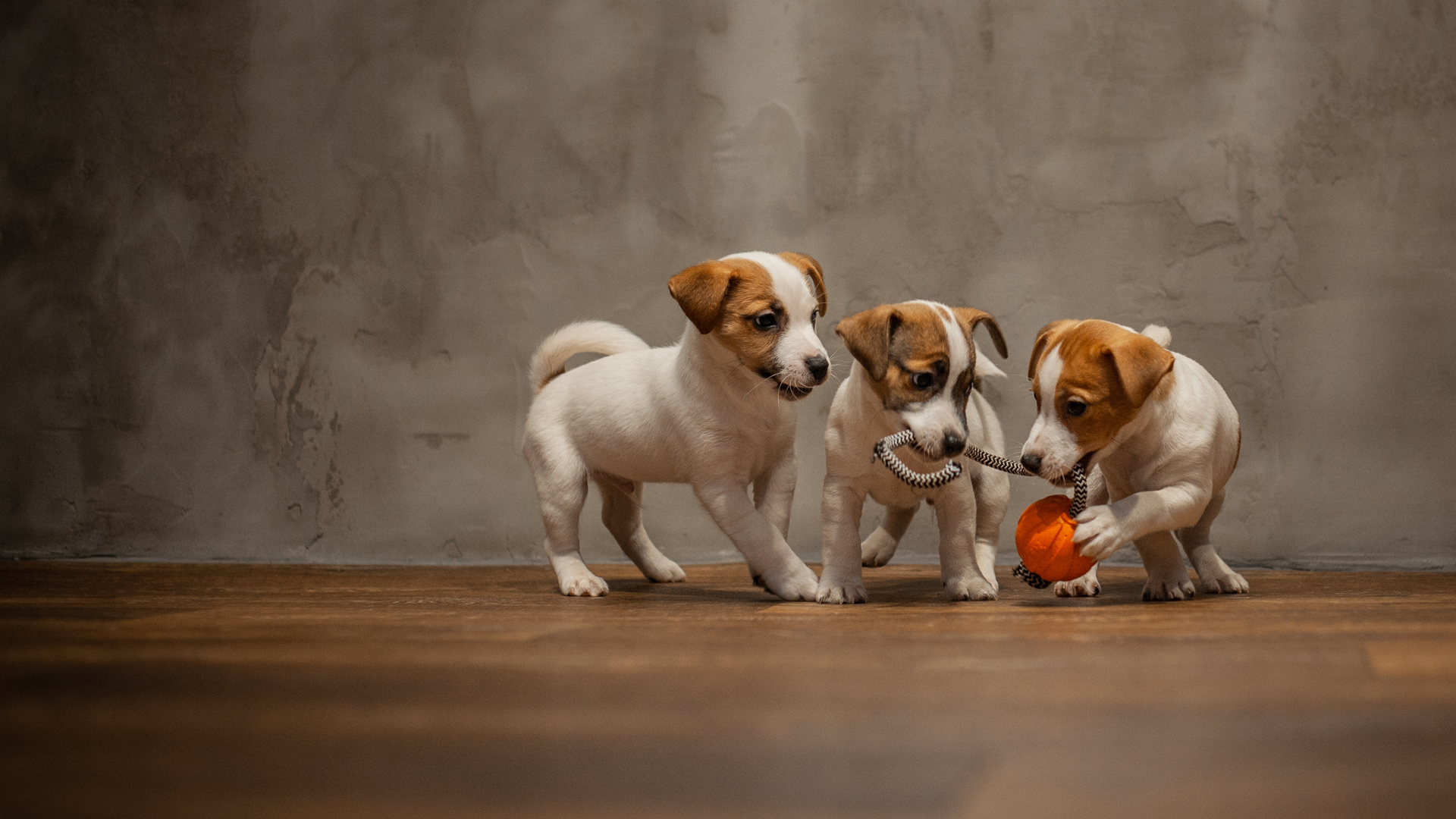 Puppy Prov Raises Over $2,000 for Resilient Hearts Animal Sanctuary