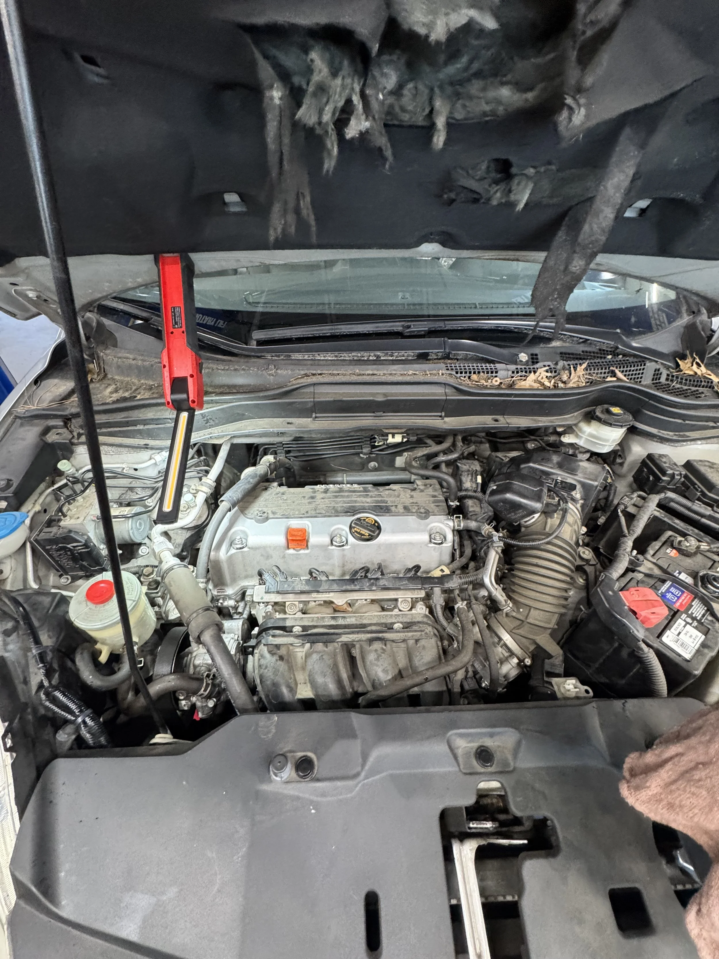 Under the hood of a vehicle, showing the engine bay with a red strut bar installed, various engine components, and a mechanic's hand with a brown glove.