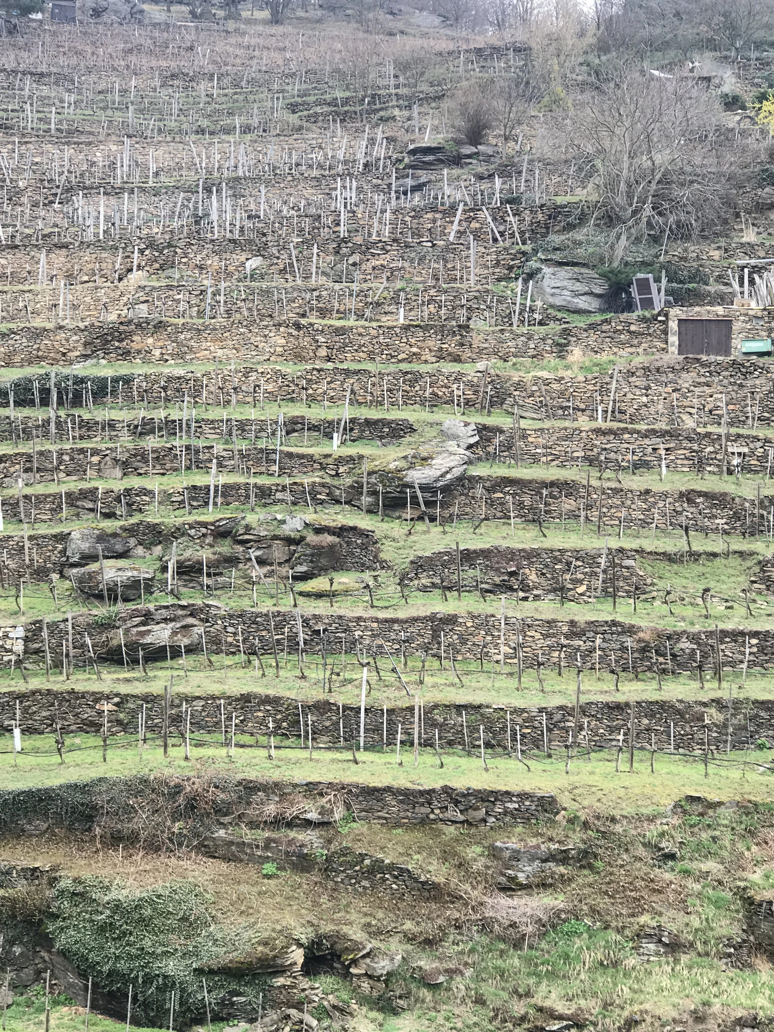 Terraced vineyard with stone walls and leafless grapevines on a hillside