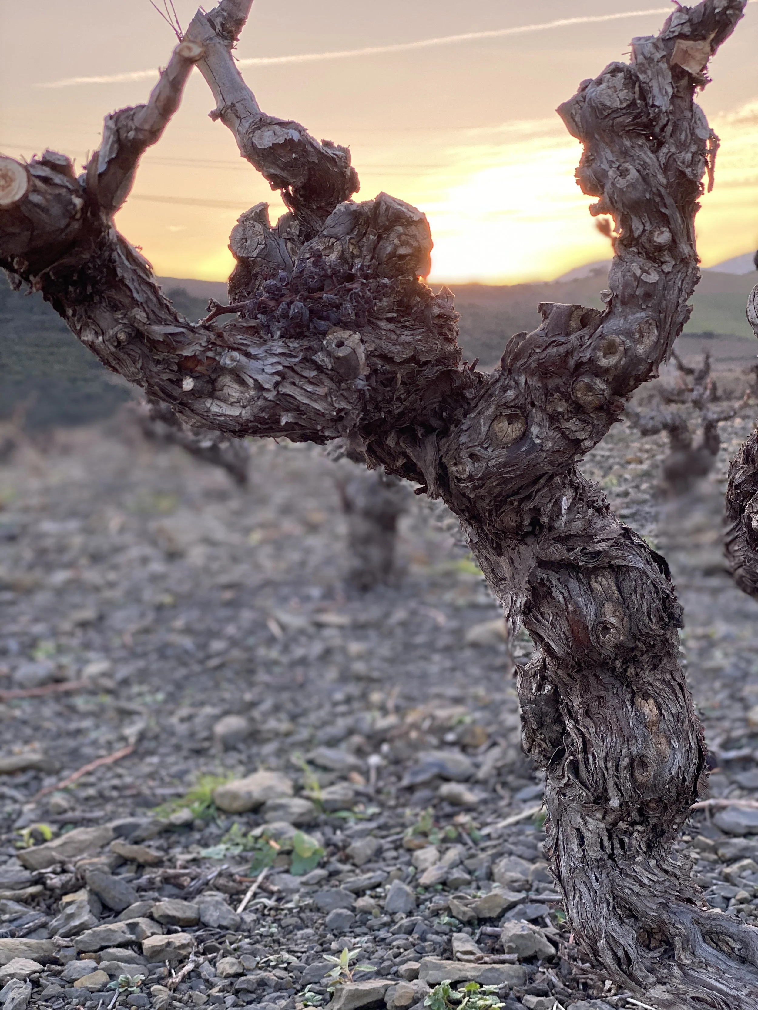 Close-up of a gnarled, twisted vine or branch in a vineyard at sunset, with a blurred background of rocky soil and hills.