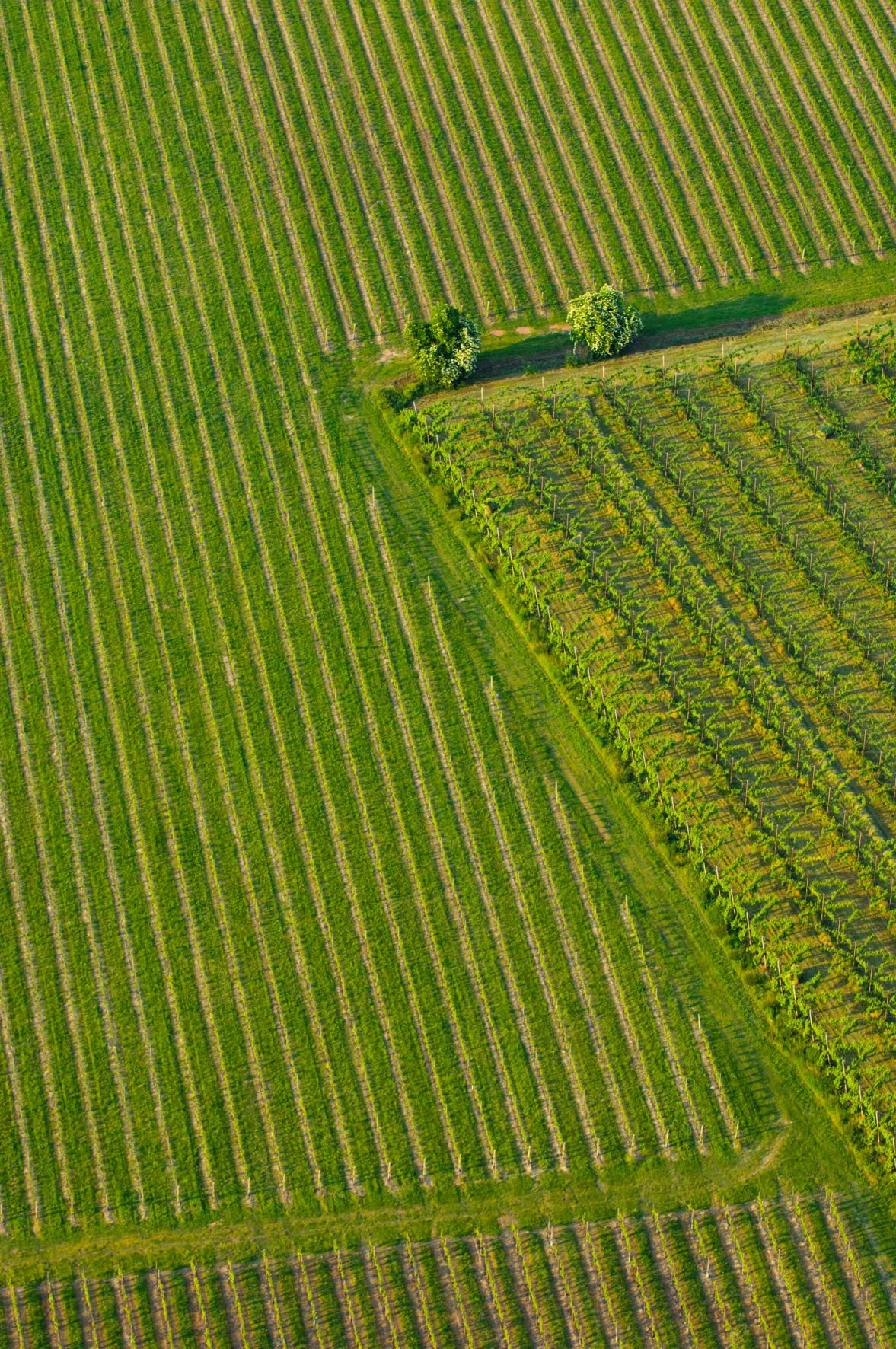 aerial view of lush green farmland with crop rows and a small orchard with trees along the field boundaries.