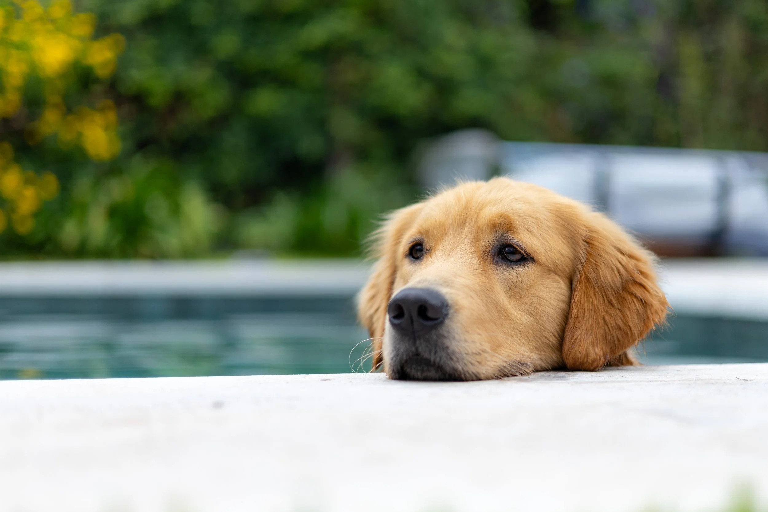 Golden retriever puppy resting its head on the edge of a swimming pool, with a blurred background of greenery and a boat.