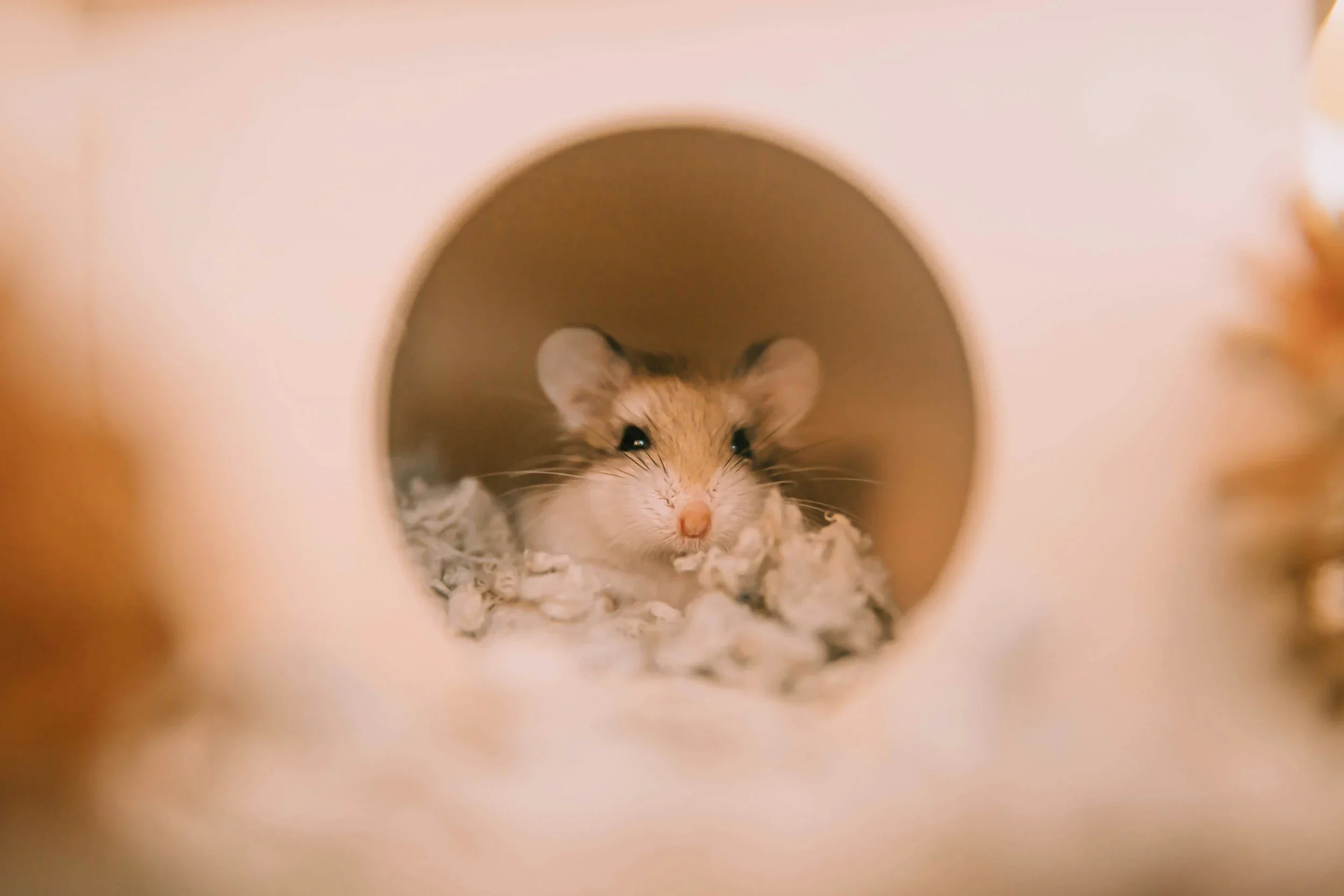 The Hamster Wheel