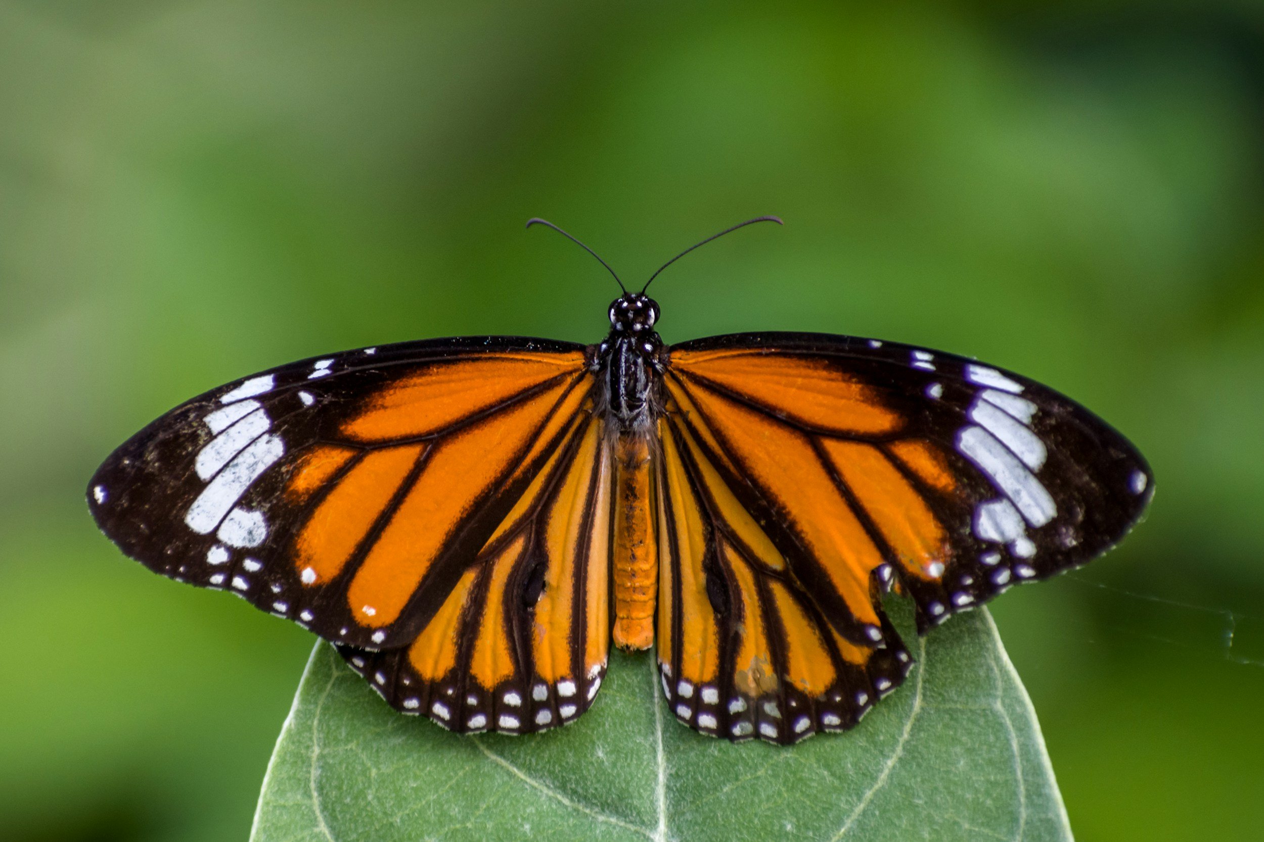 Close-up of a monarch butterfly with orange and black wings, resting on a green leaf against a blurred green background.