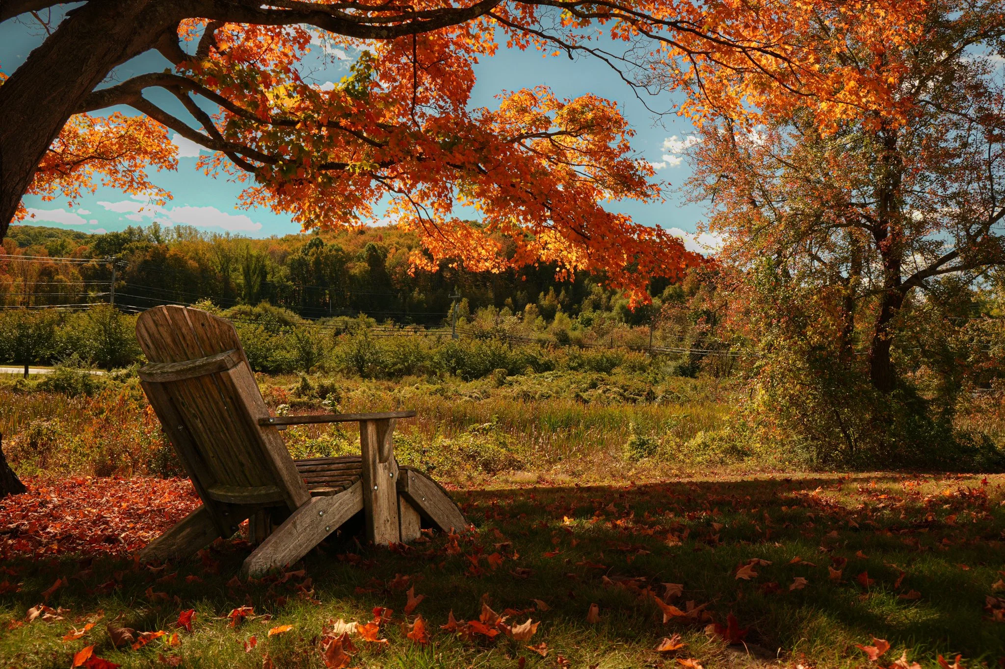 A wooden bench under a large tree with orange and red fall leaves, in a grassy field with fallen leaves, with other trees and a forested hill in the background on a sunny autumn day.
