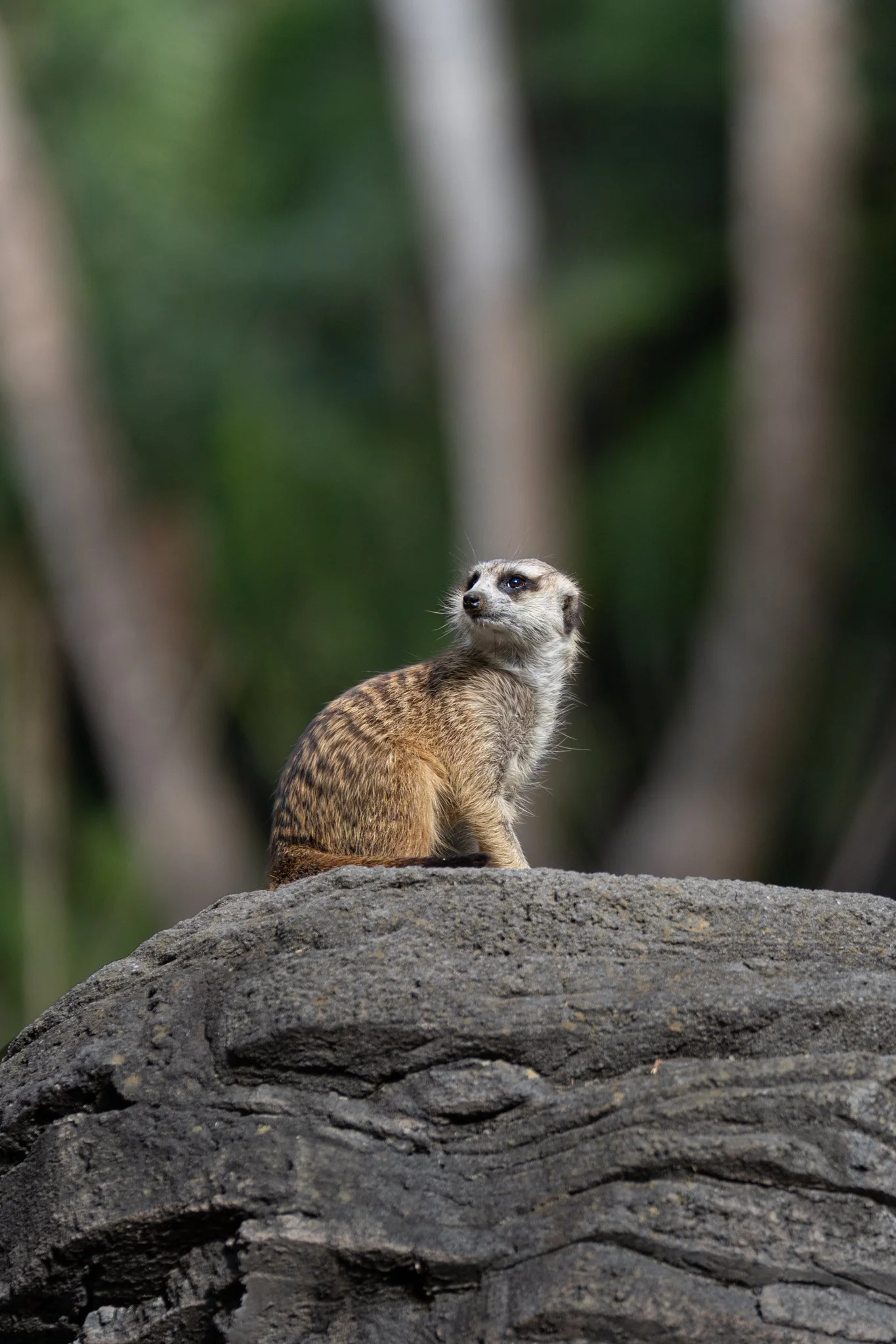 A meerkat sitting on a large rock with a green forest background.