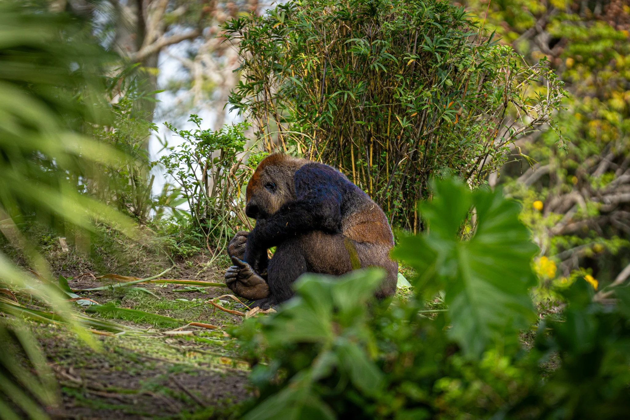 A young gorilla sitting on the ground among green plants and bushes in a natural habitat.
