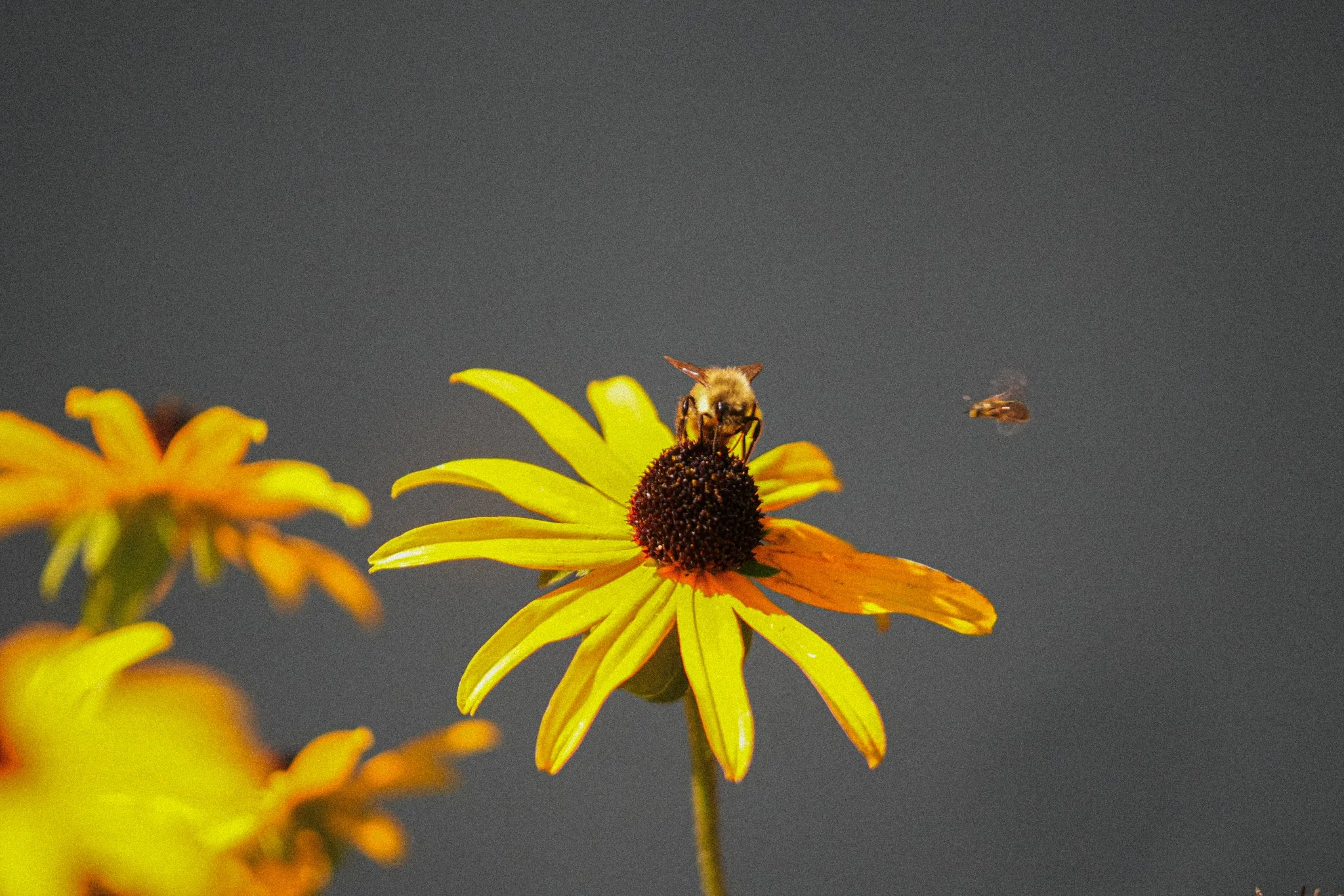 A close-up of a bee on a yellow-orange flower with a dark central disk, with a small flying insect nearby against a dark background.