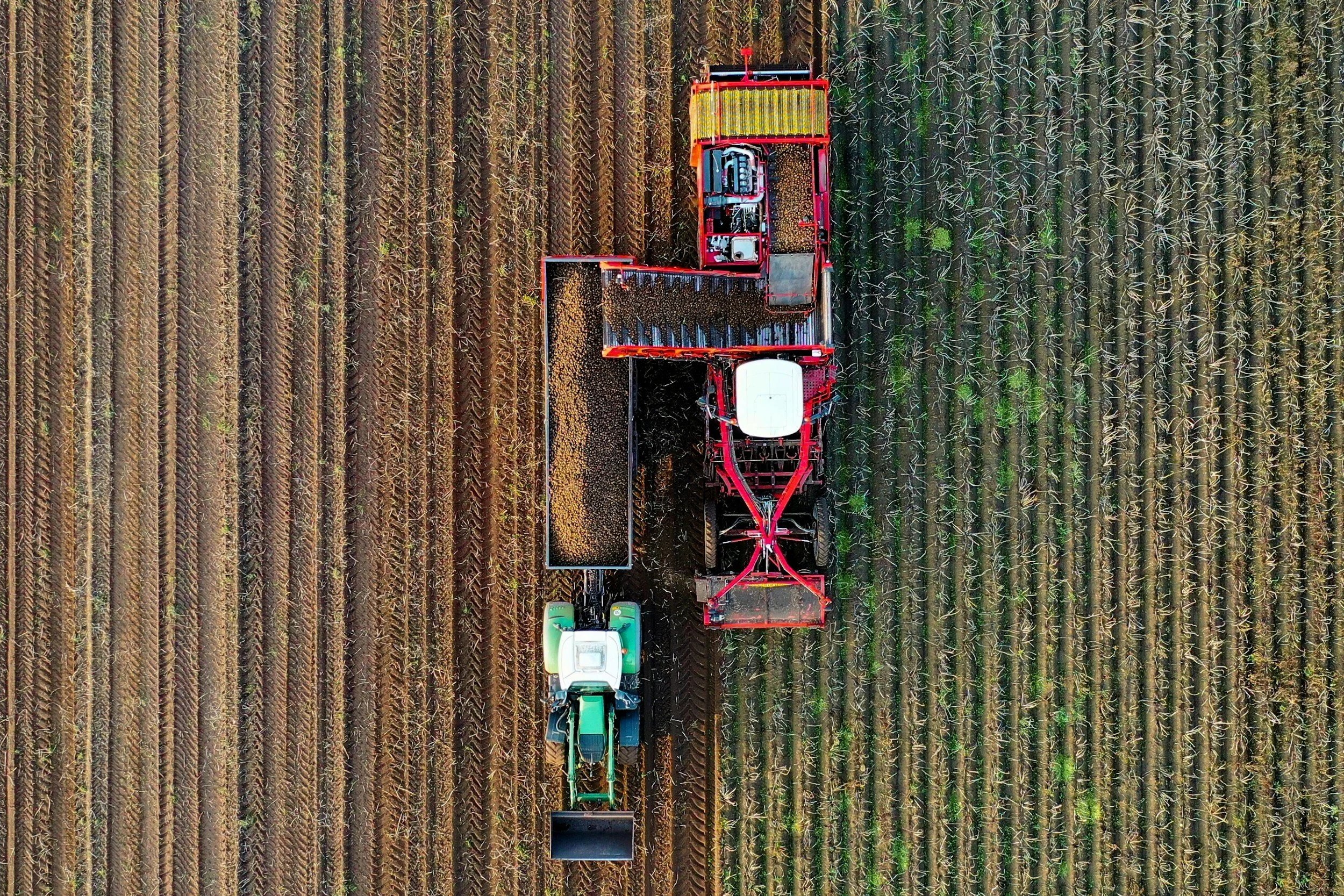 Aerial view of a tractor harvesting potatoes in a large, orderly potato field.