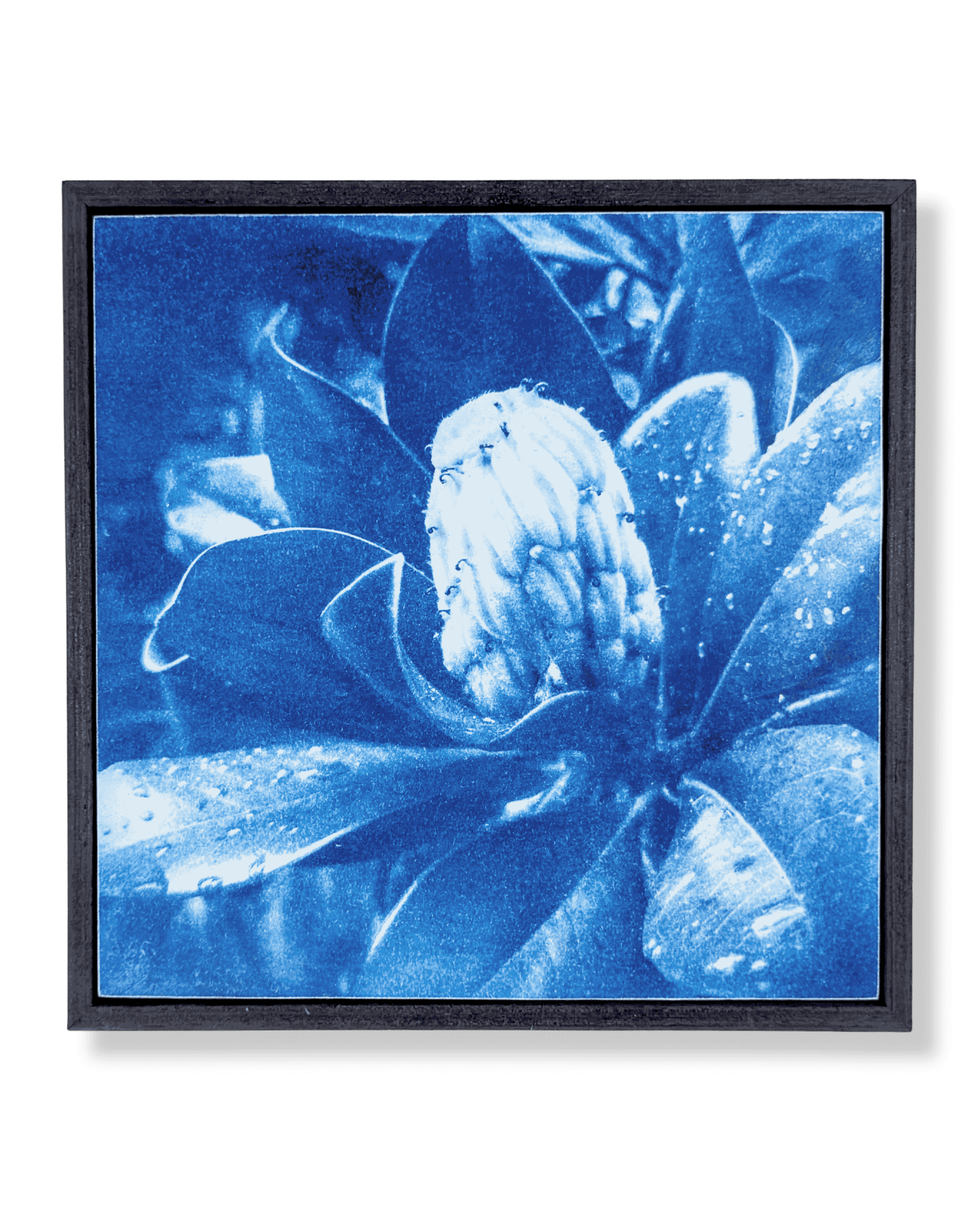 10x10+magnolia+pod+whole+img.png