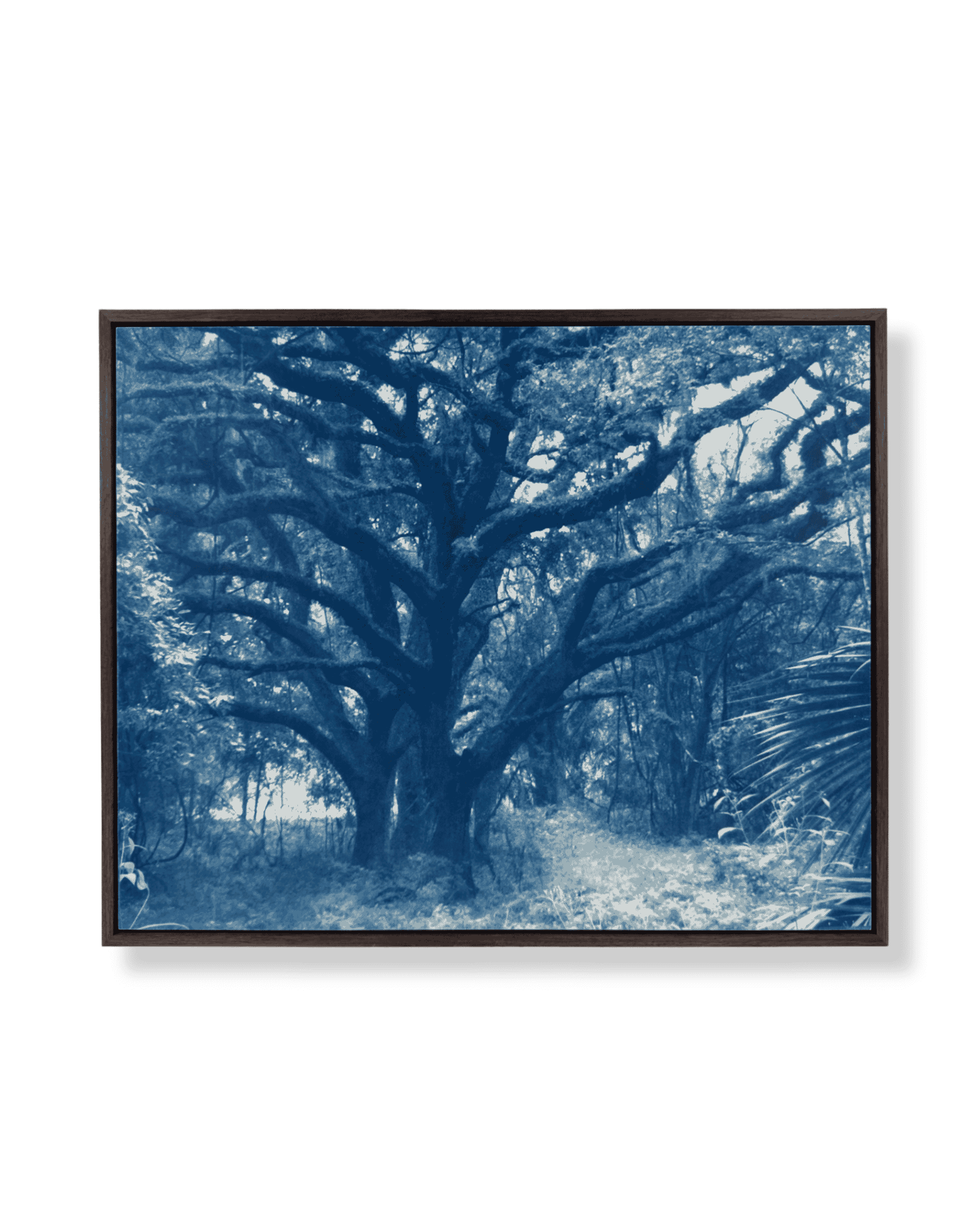 20x16 live oak drk gray frmd sept 26.png
