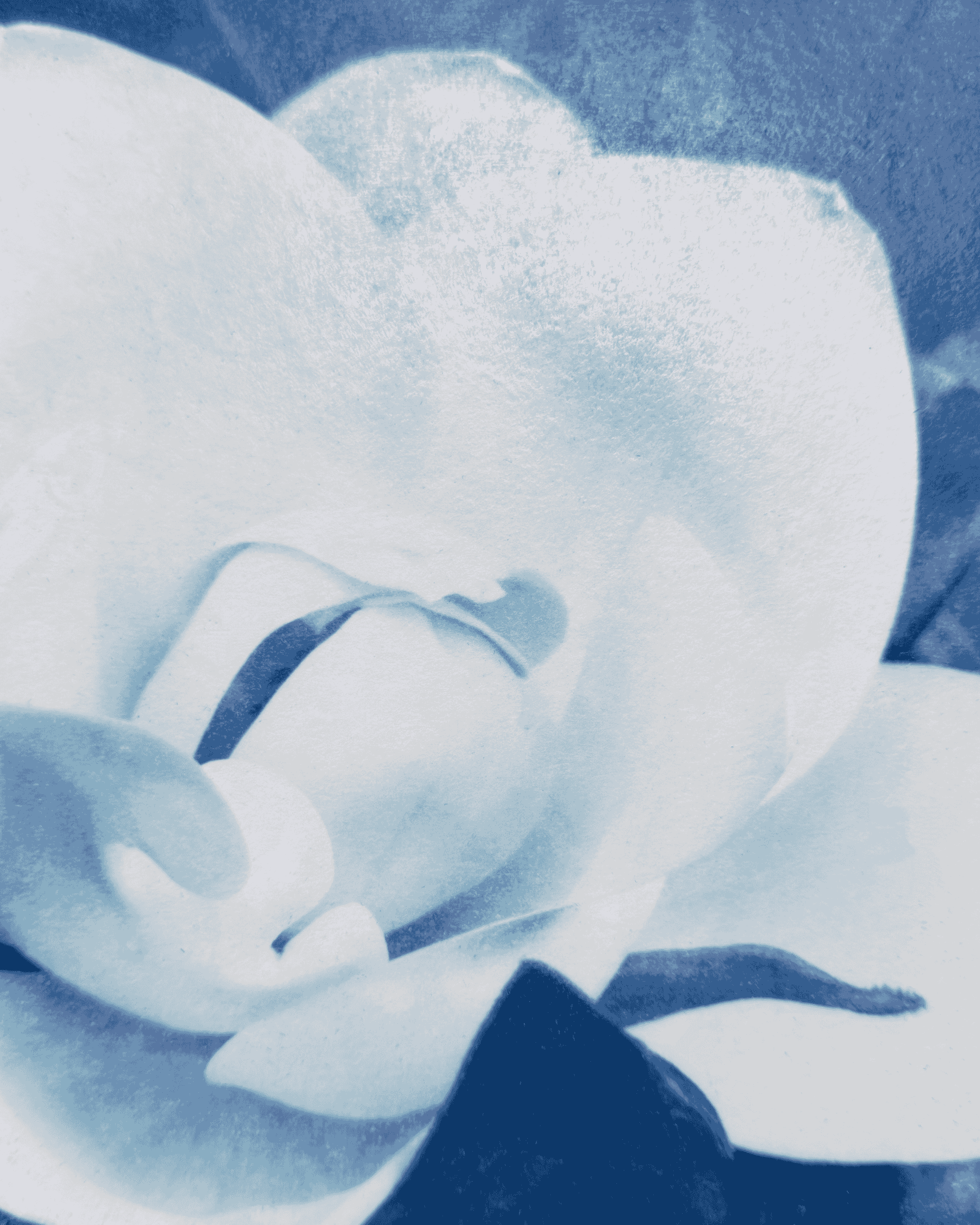 10x10 magnolia bloom close up.png