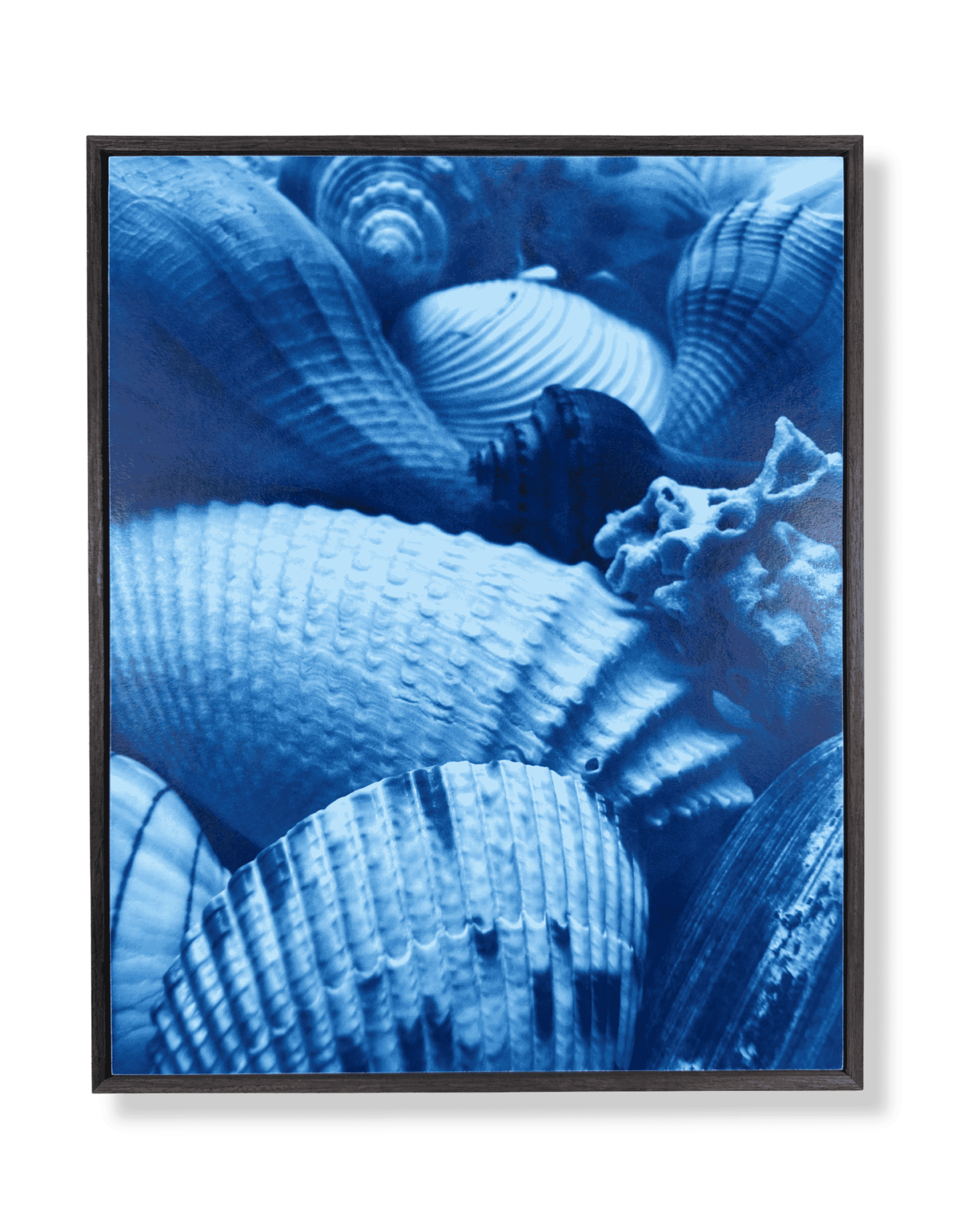 16x20 shells drk frame whole img.png