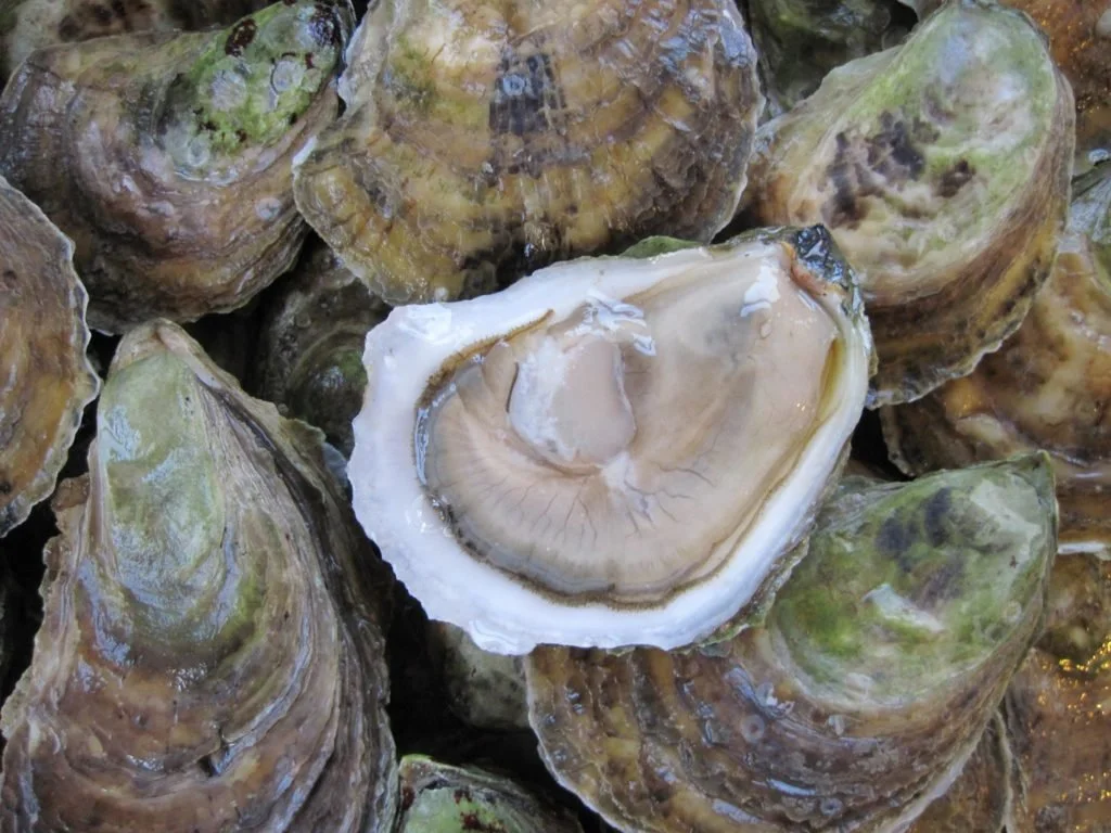Seaport Fish, Traditionally Local - Guaranteed Fresh | Seaport Fish