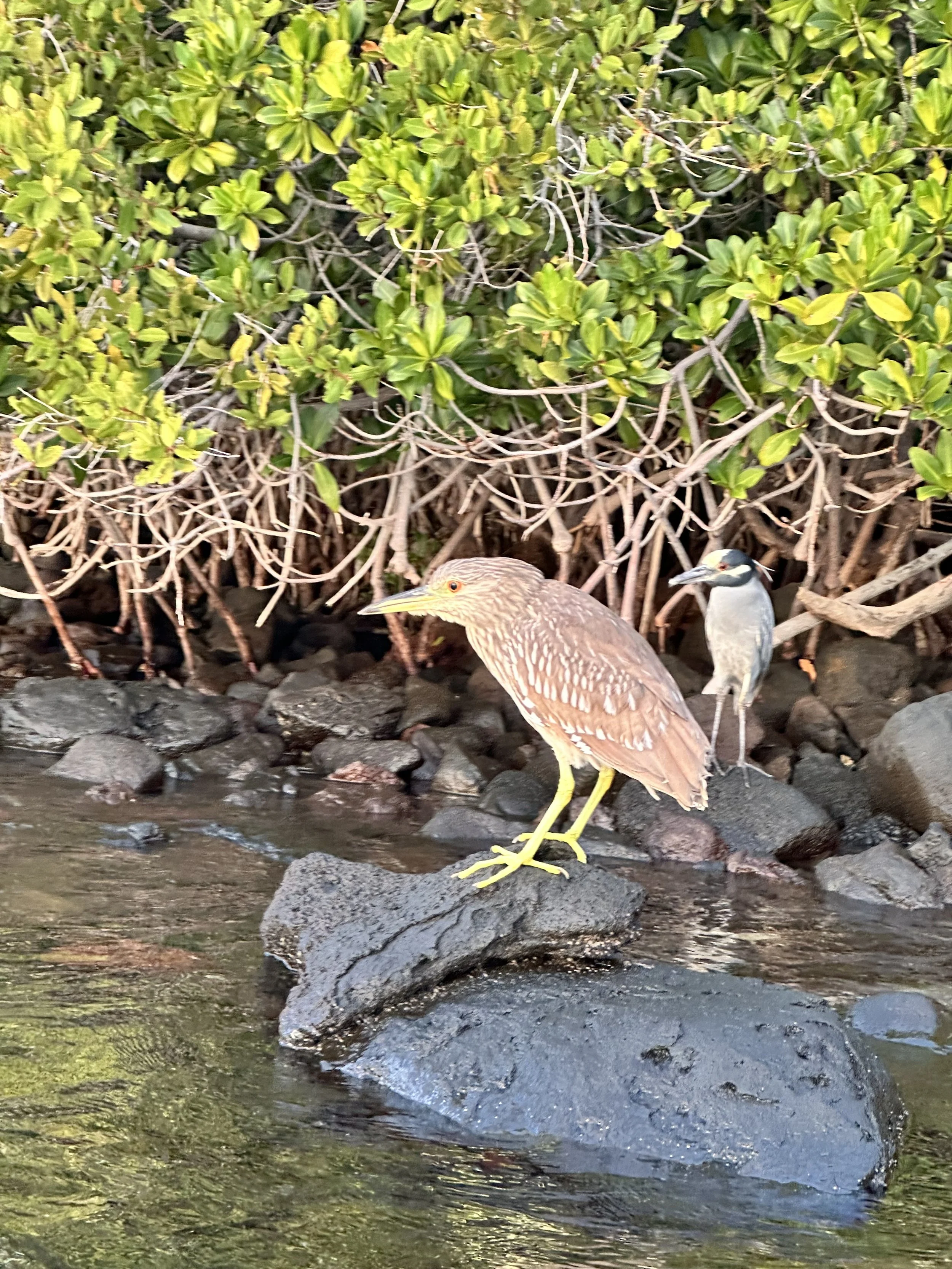 Birdwatching