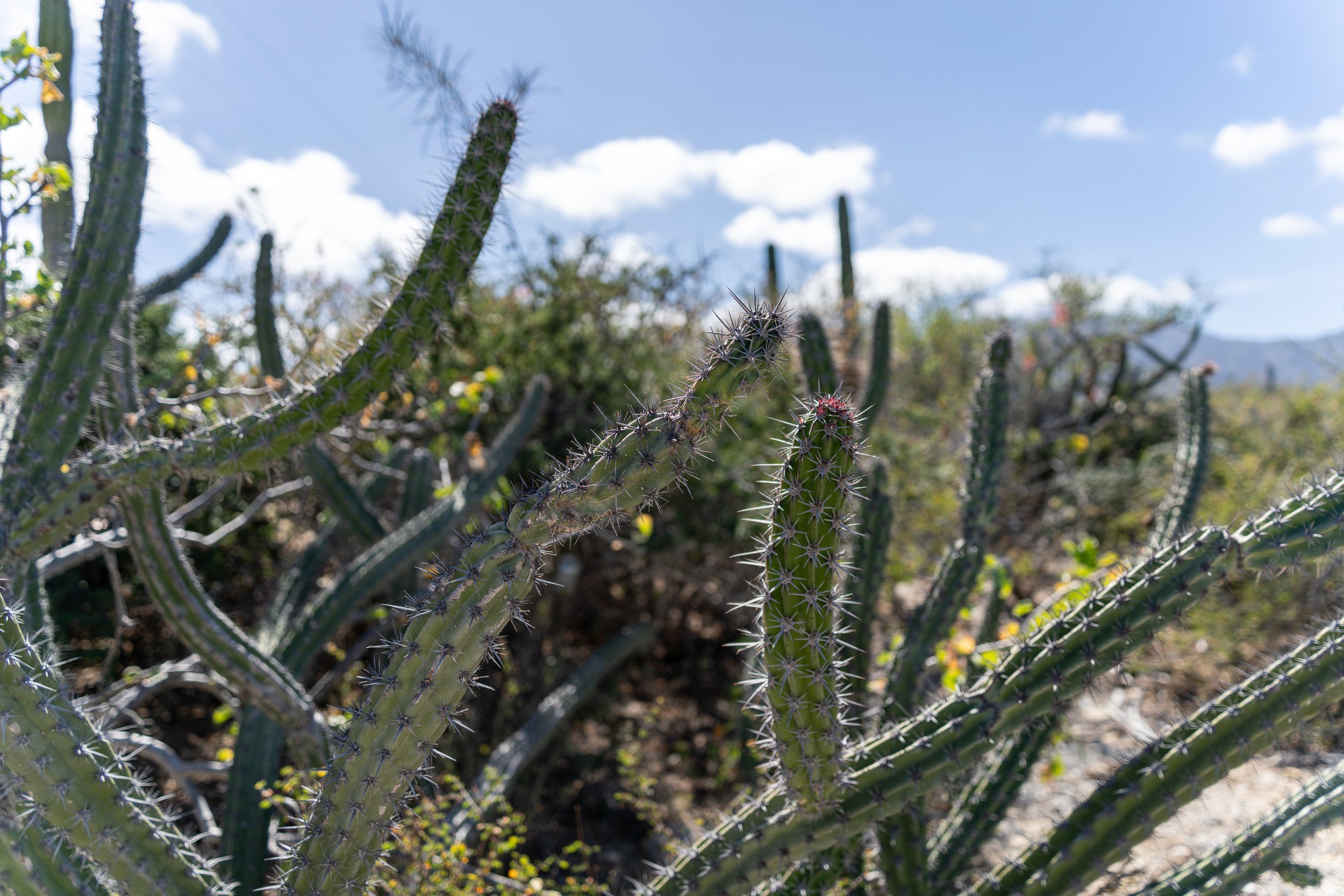 Your Baja Adventure Basecamp Starts Here
From paddleboarding  and kayaking on crystal-clear waters to exploring hidden coves and rocky coastal trails—San Isidro is the perfect launch point for a life of adventure.