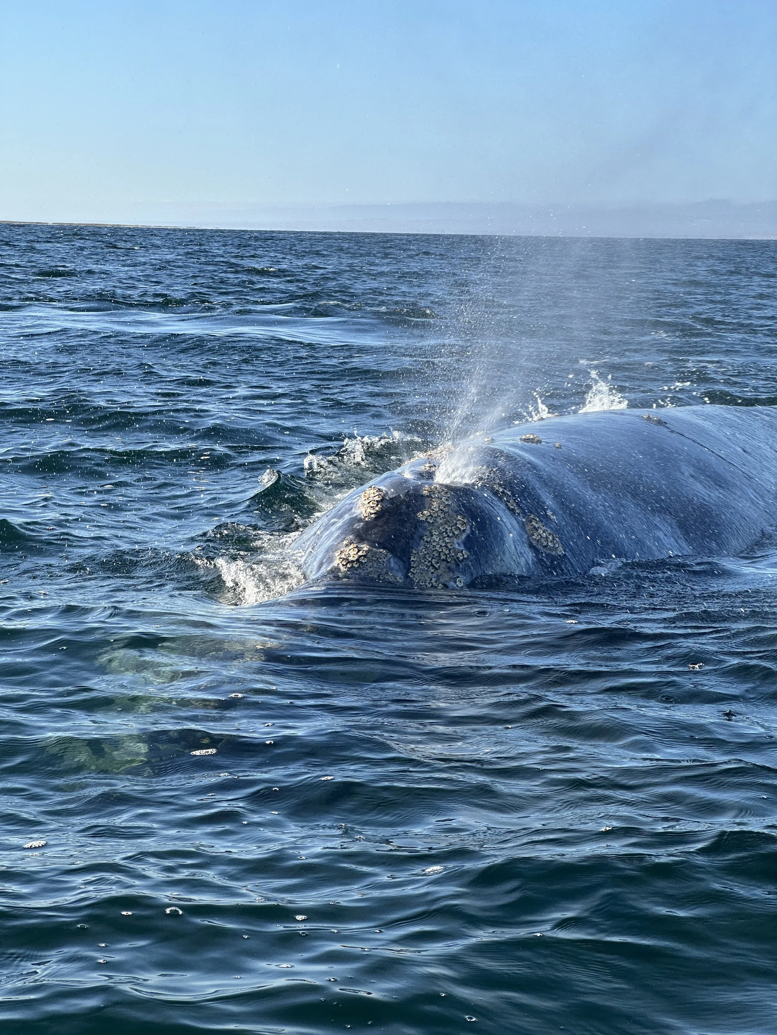 Whale watching