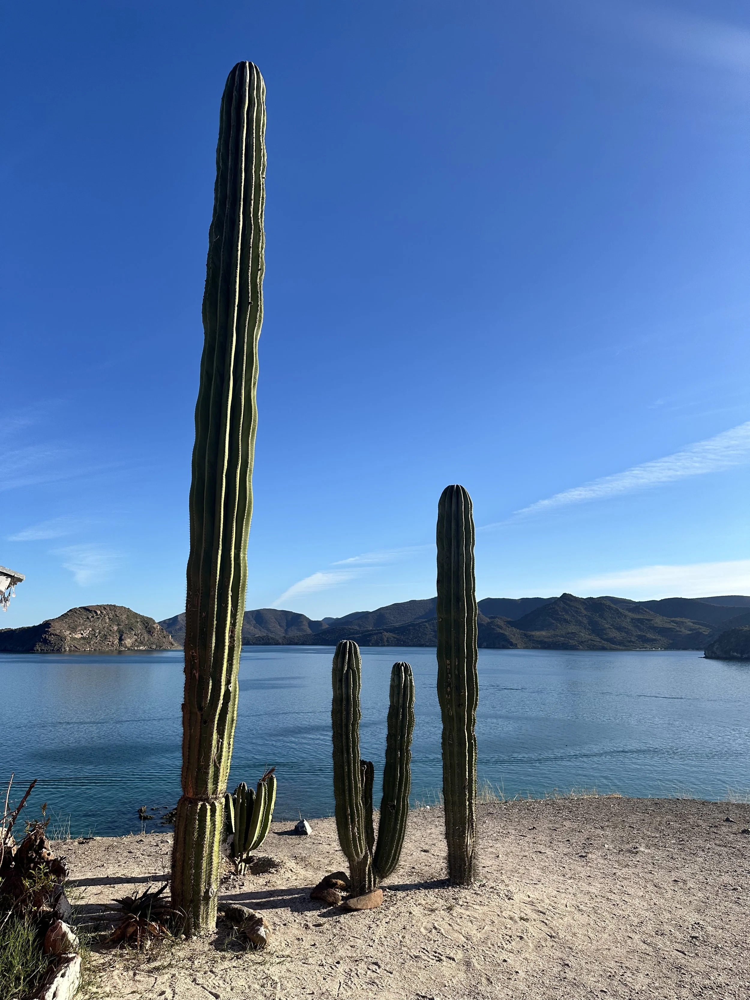Desert and sea