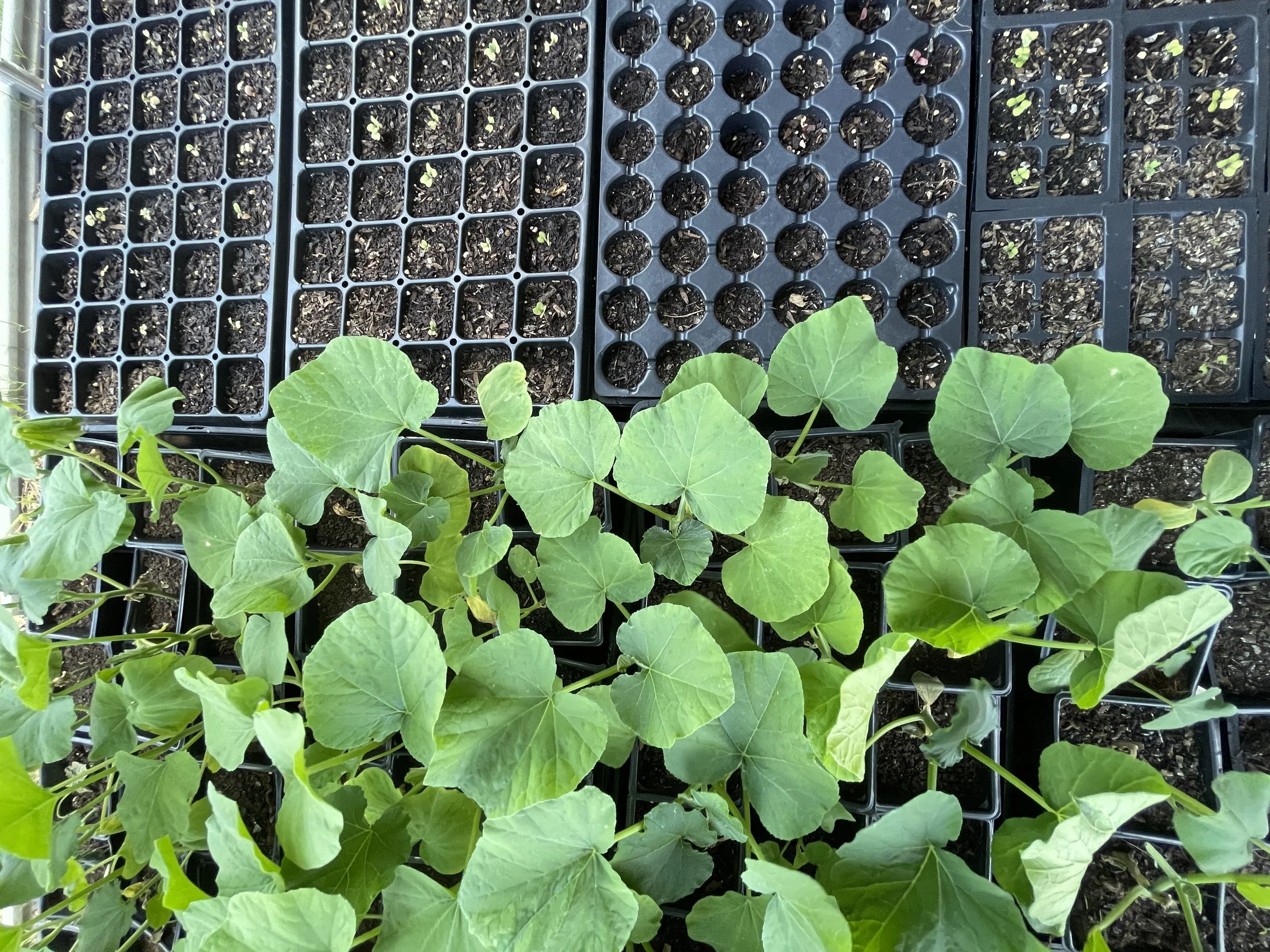 Multiple trays of soil with small seedlings growing, along with larger leafy plants in front.