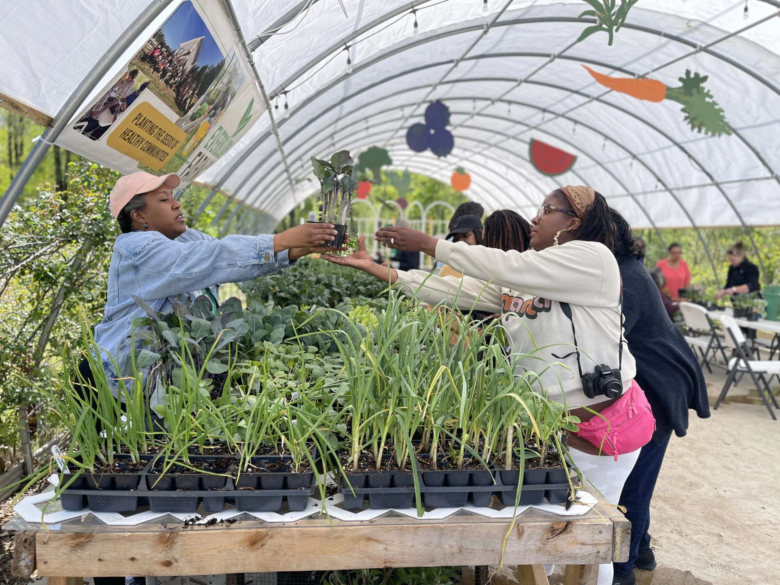 Seedling distribution at Everbloom Farmacy