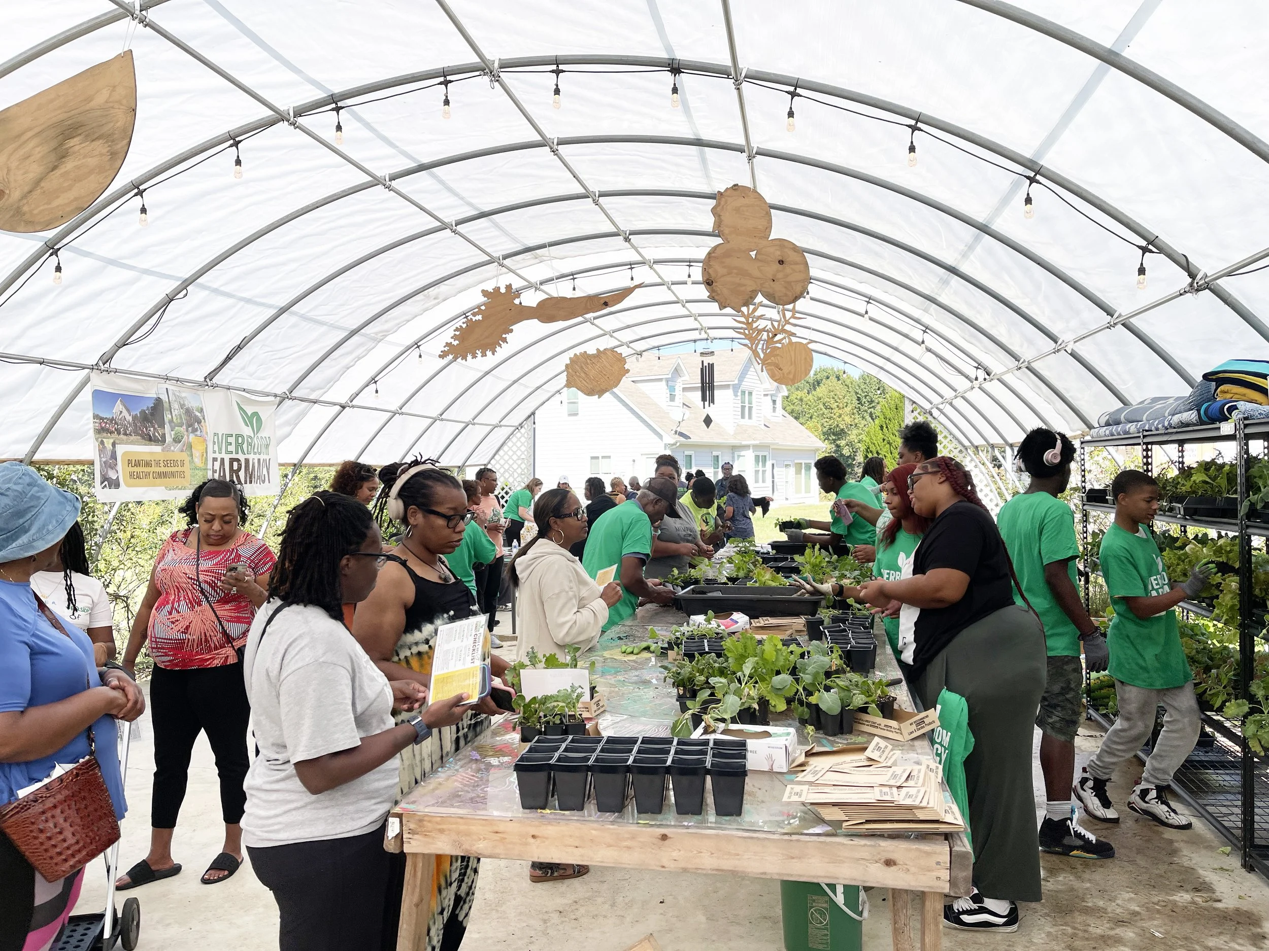 Everbloom Seedling Distribution