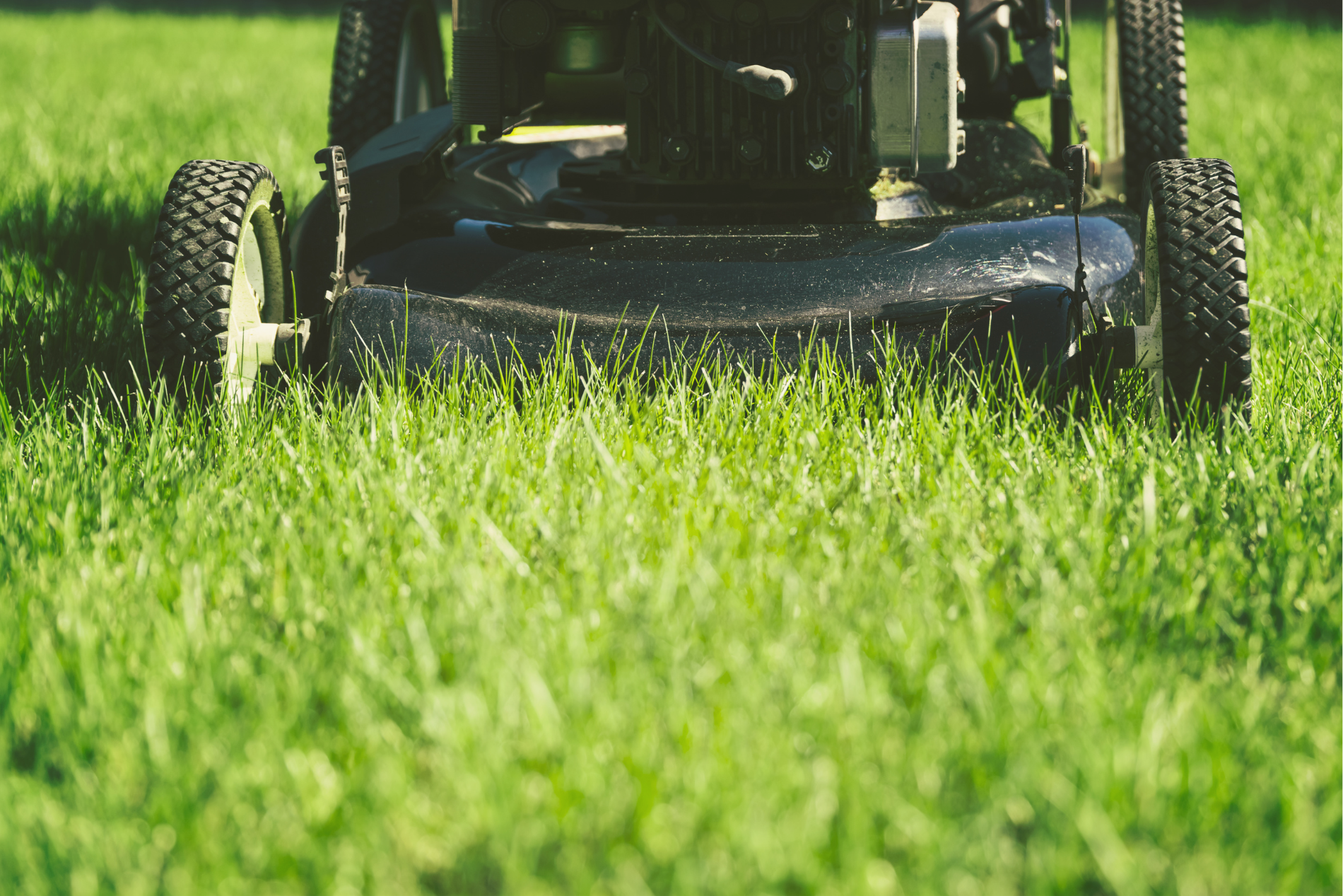 Close-up of a black robotic lawn mower on a green grassy lawn.