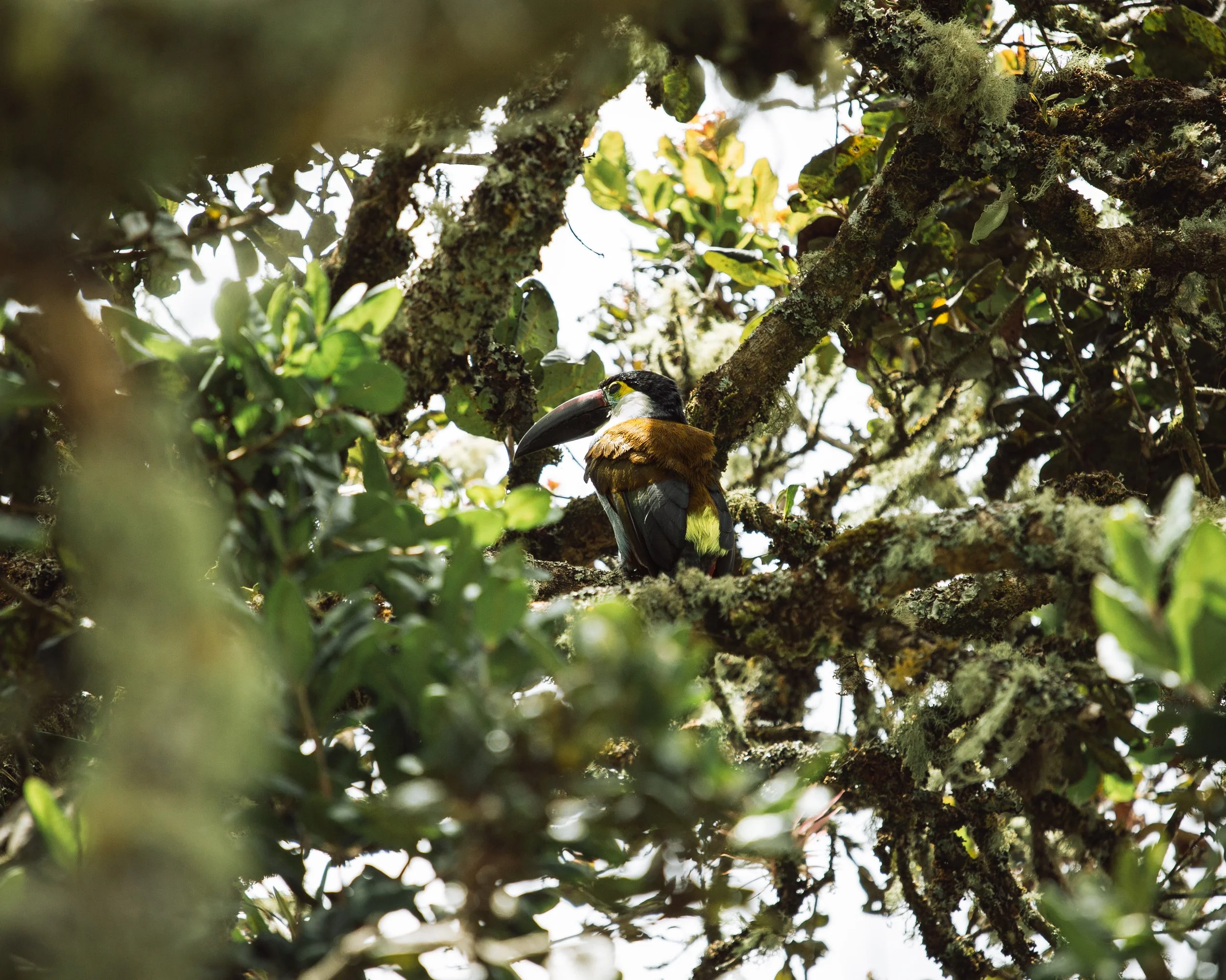 Quindio 15.jpg