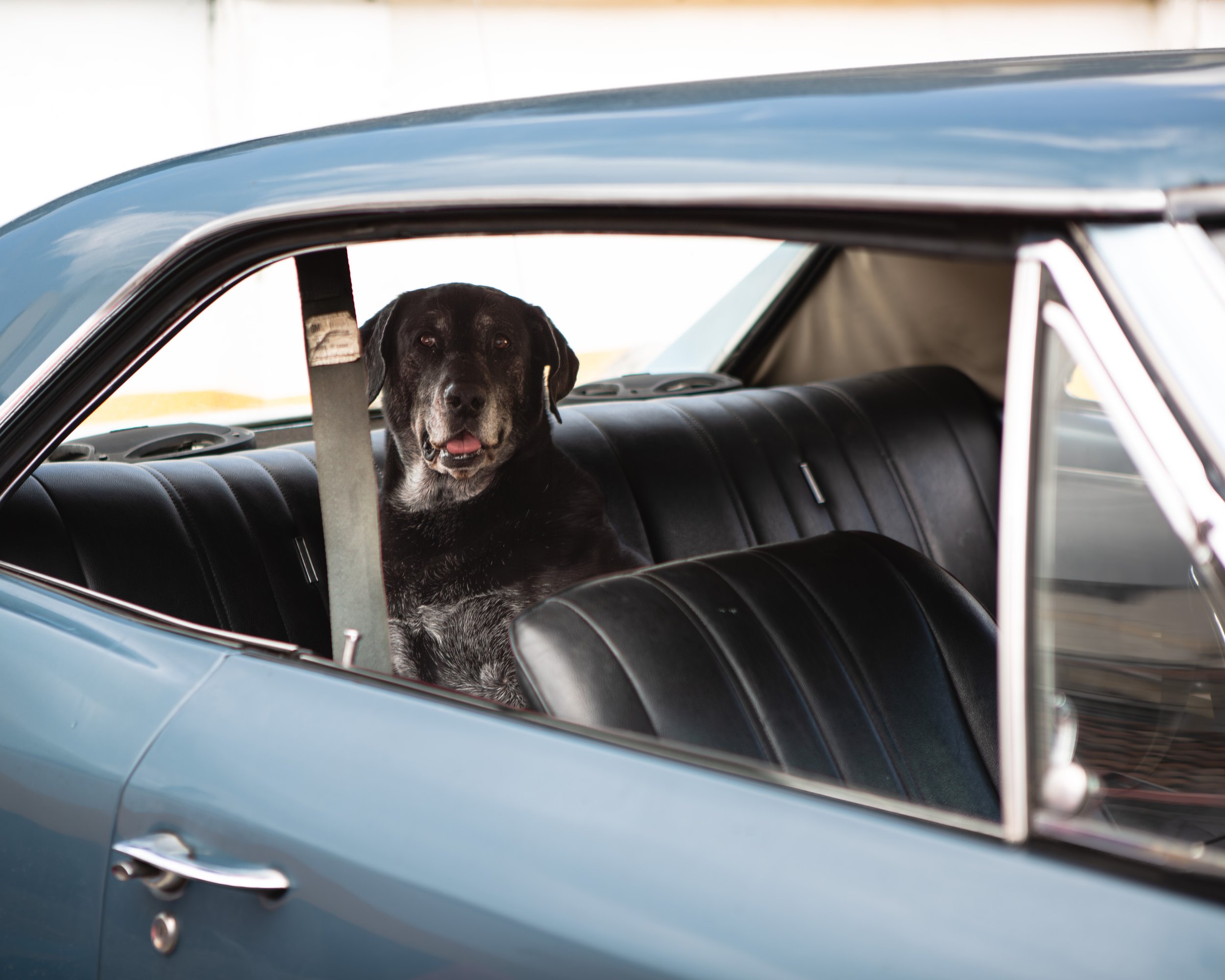 A black dog with gray fur around its snout sits in the backseat of a classic blue car, looking out the window.