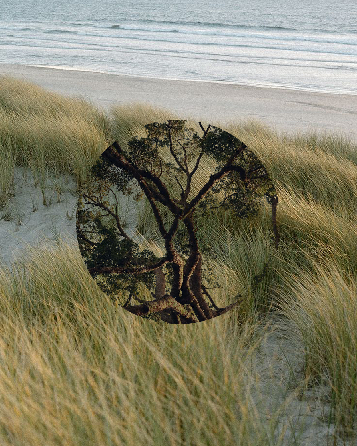 A beach scene with sand dunes and grass in the foreground, ocean waves in the background, and a circular inset displaying a tree with twisted branches and green leaves.