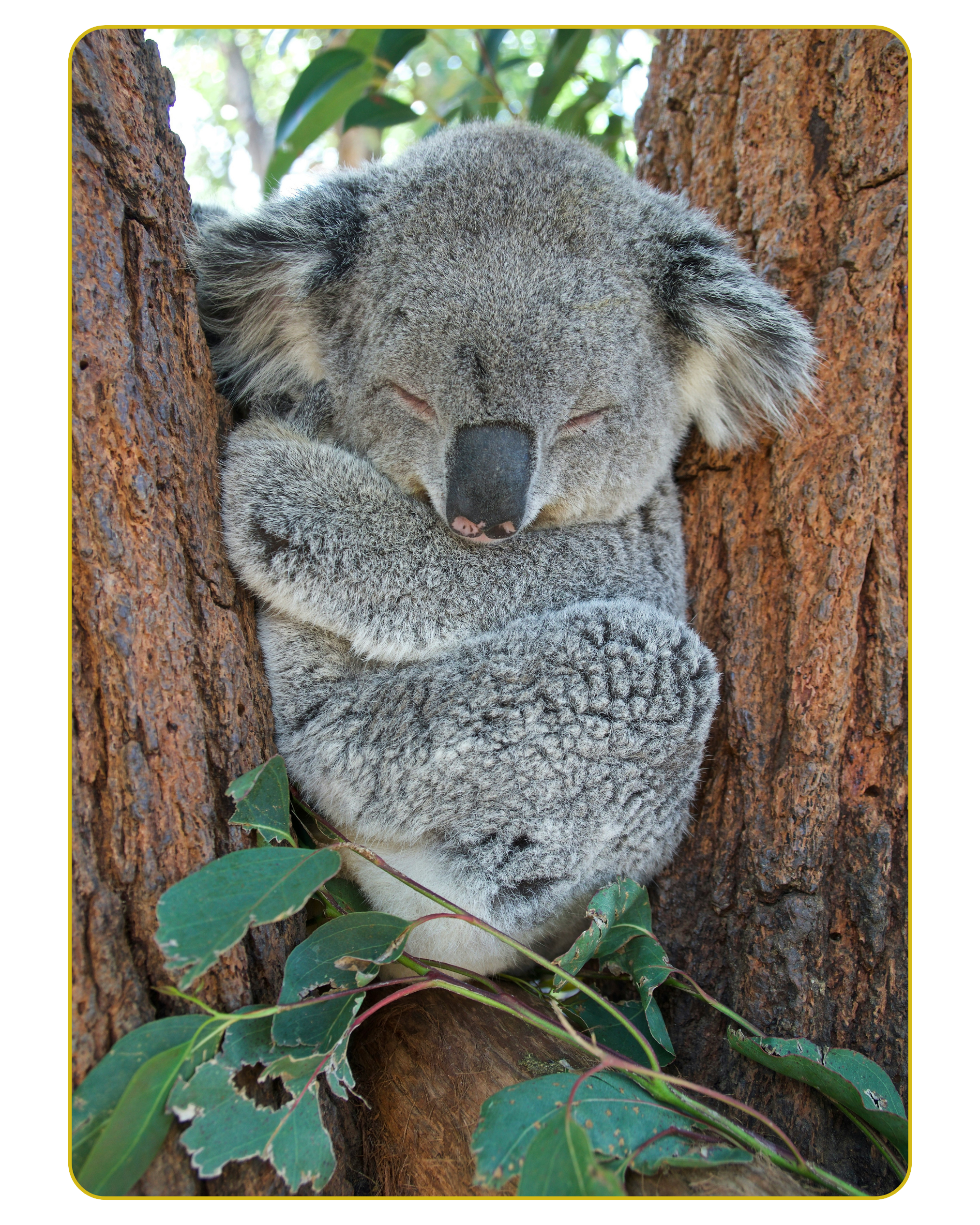A koala sleeping on a tree trunk surrounded by green leaves.