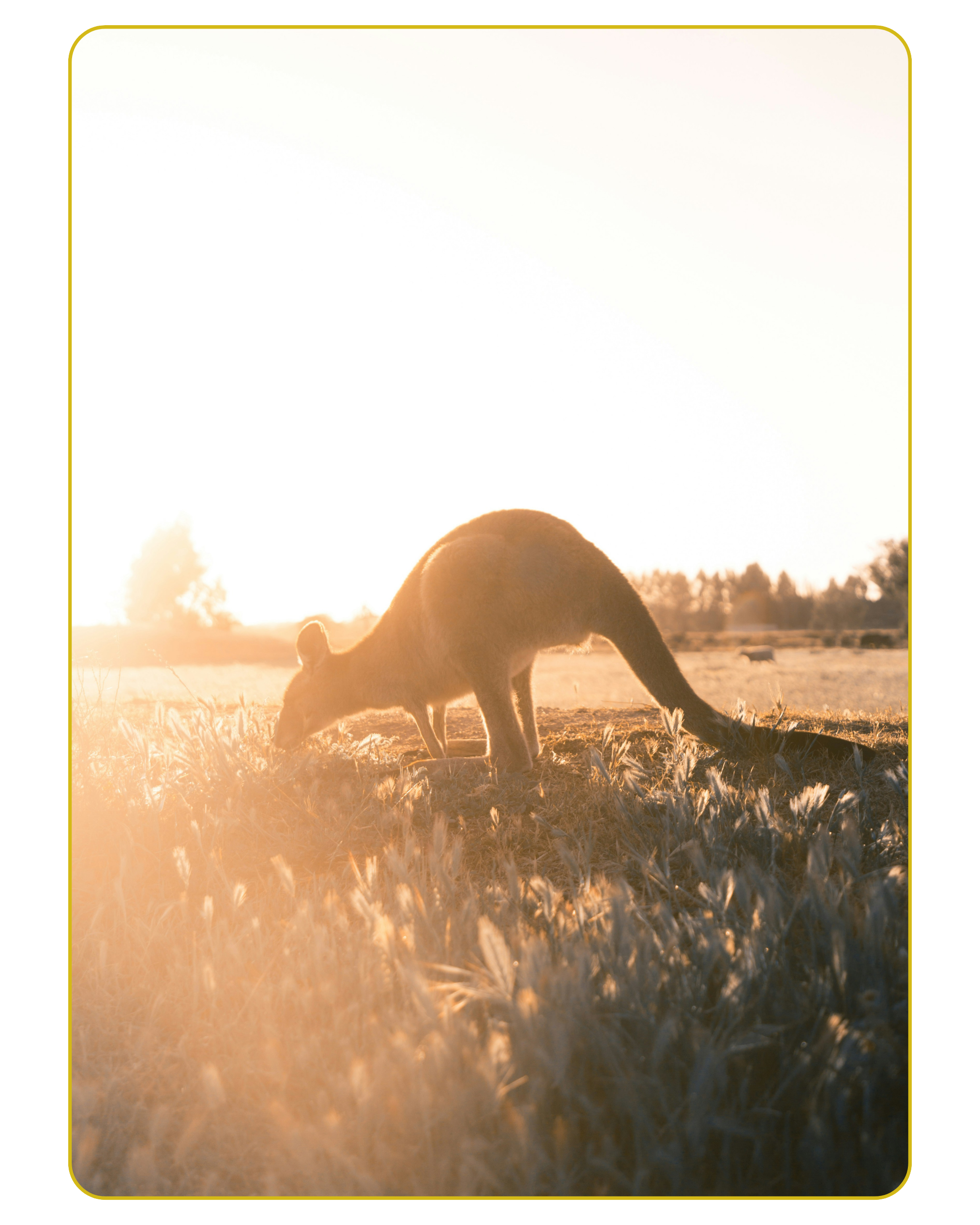 A dog sniffing the grass during sunset in a field.