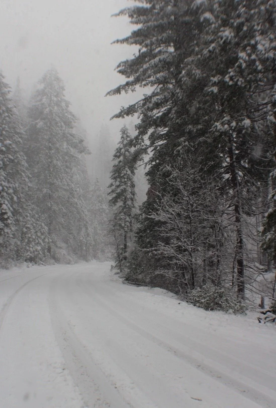 Snow-covered winding road through a forest of snow-laden evergreen trees, with foggy skies.