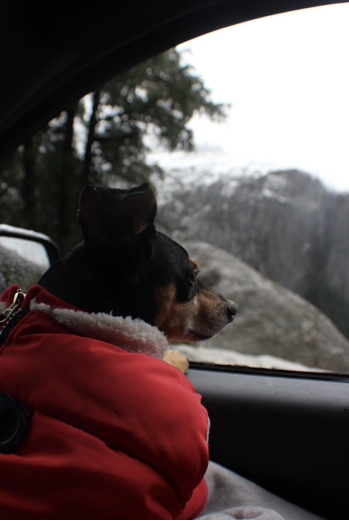 A dog with a black and brown coat wearing a red jacket with a white furry collar, sitting inside a vehicle, looking out the window at a rocky landscape and trees.
