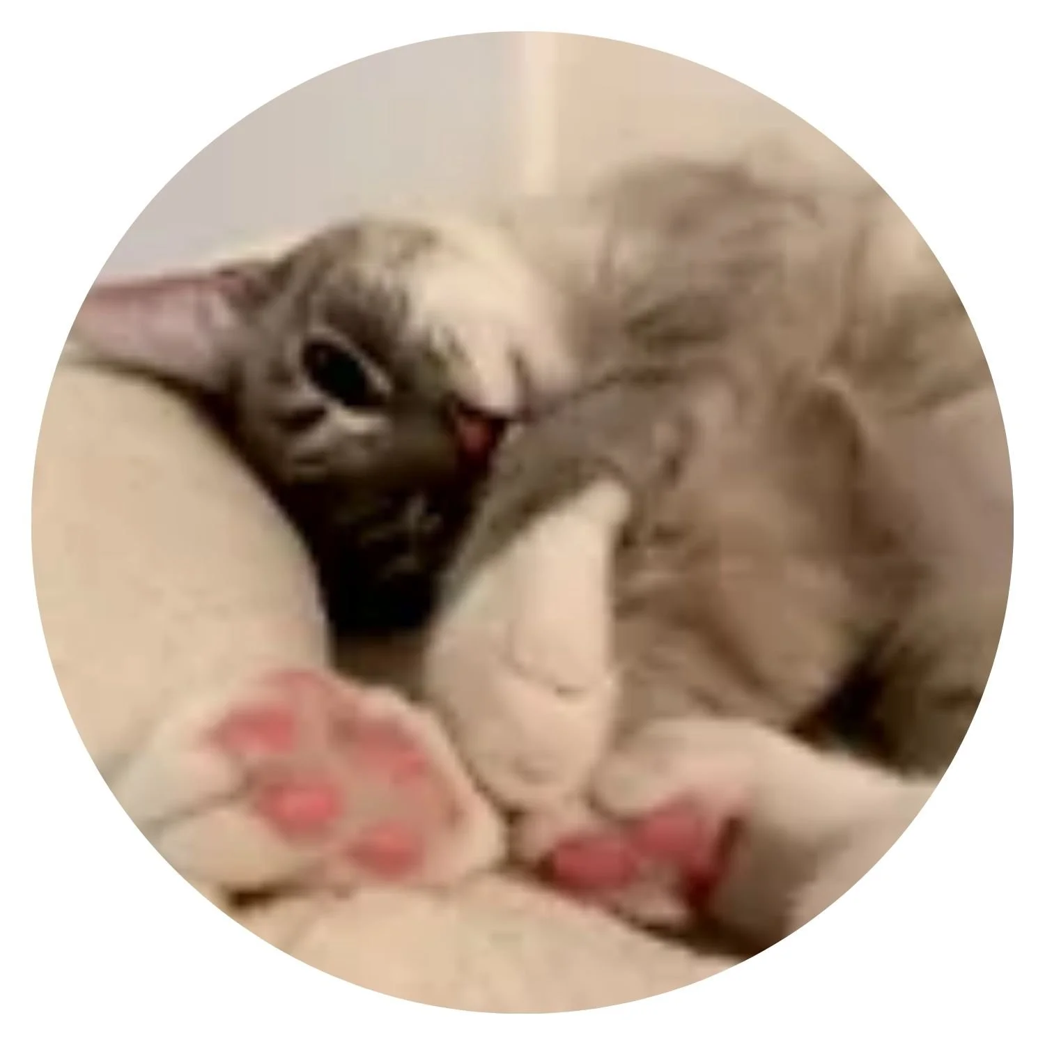 Satisfied customer review for TOTO one-piece toilet installation, professional plumbing service with excellent communication and results