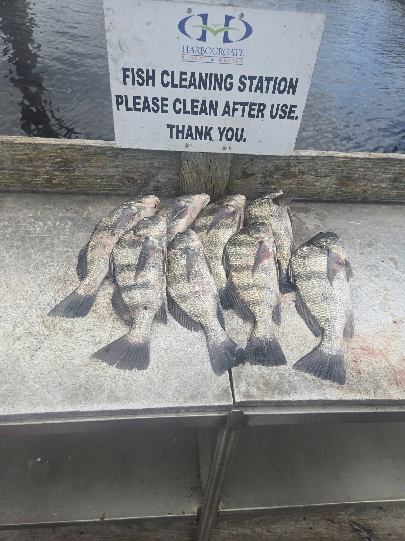 Several freshly caught fish laid out on a table at a fish cleaning station. Black drum. Fishing Myrtle Beach near Little River SC fishing charters dolphin cruises boat tours in Little River SC
