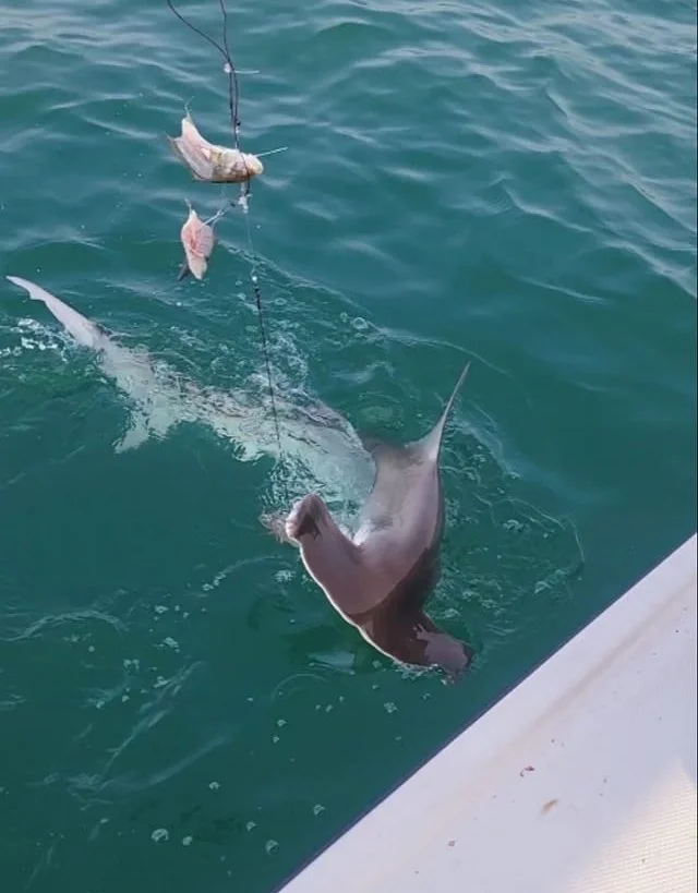 Shark Fishing Fishing Myrtle Beach near Little River SC fishing charters dolphin cruises boat tours in Little River SC