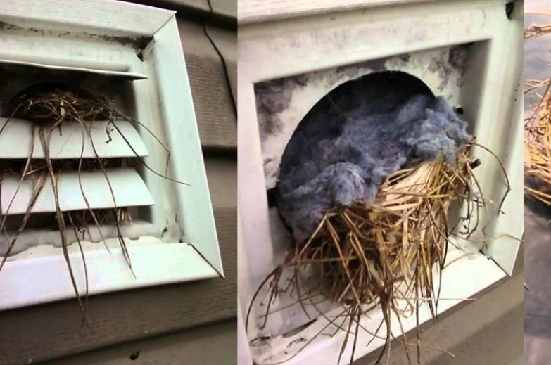 outdoor bird nest photo.jpeg