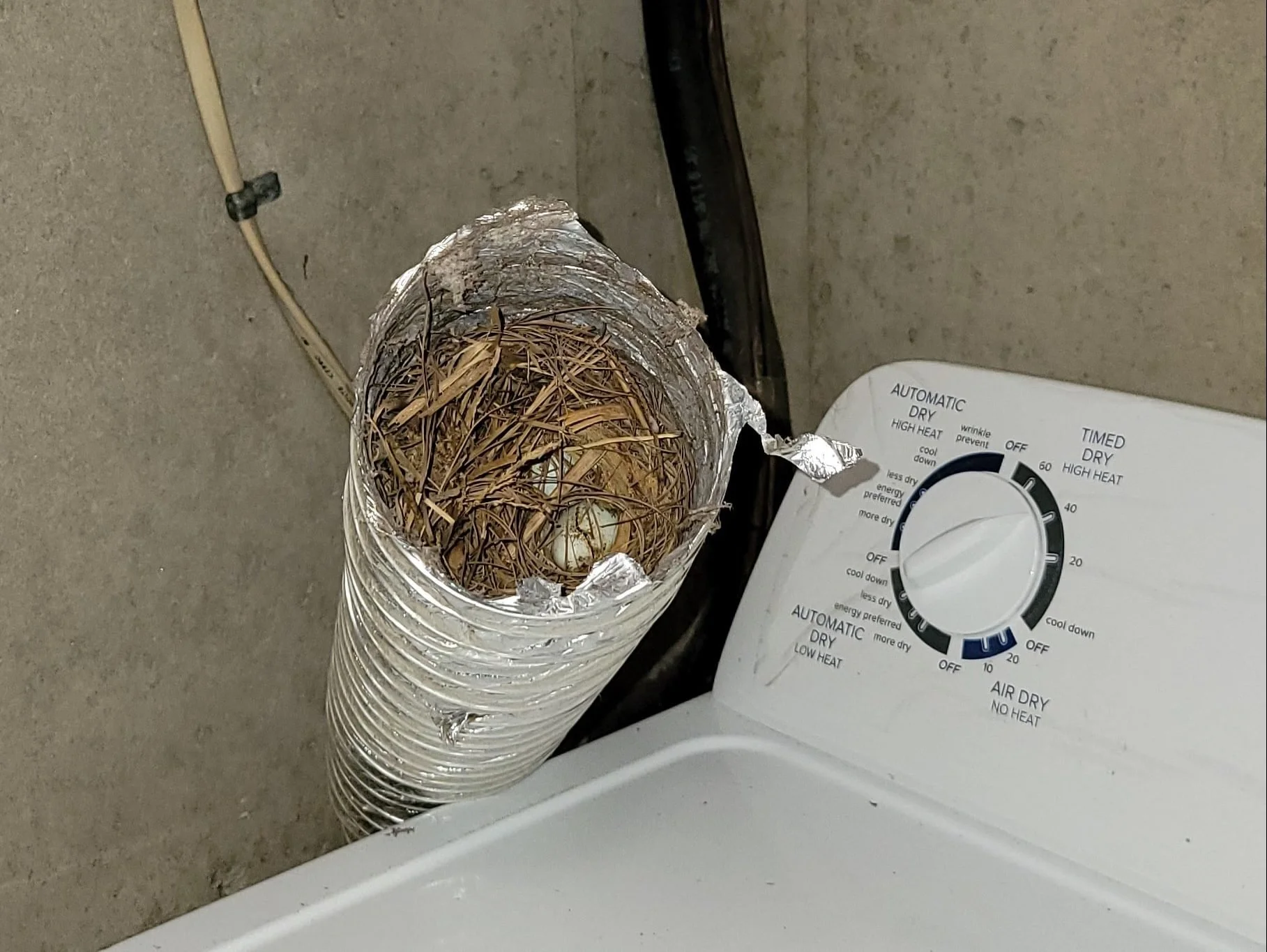 Pest Nest Removal