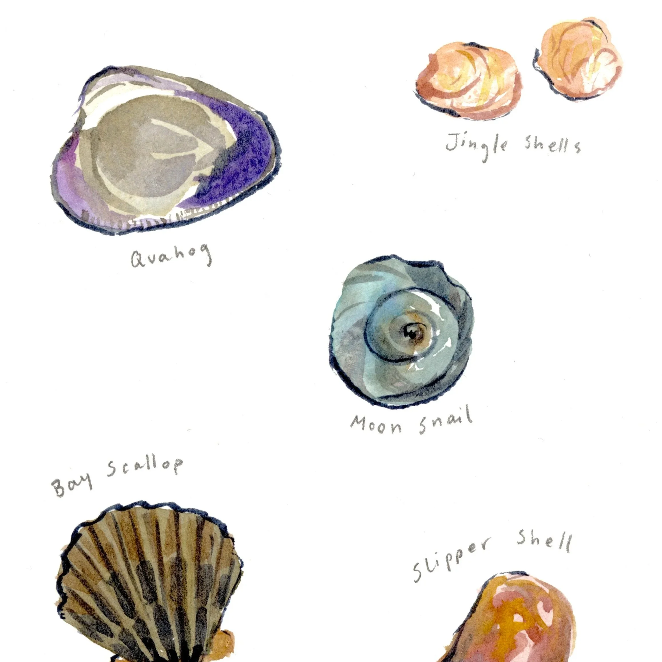 Chatham Shells