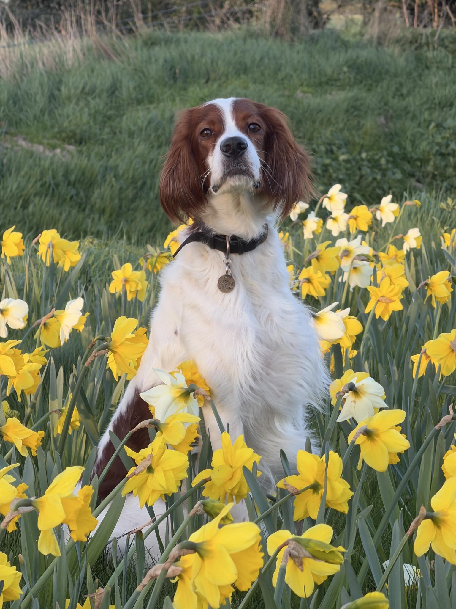 Temp picture of my dog Mally.