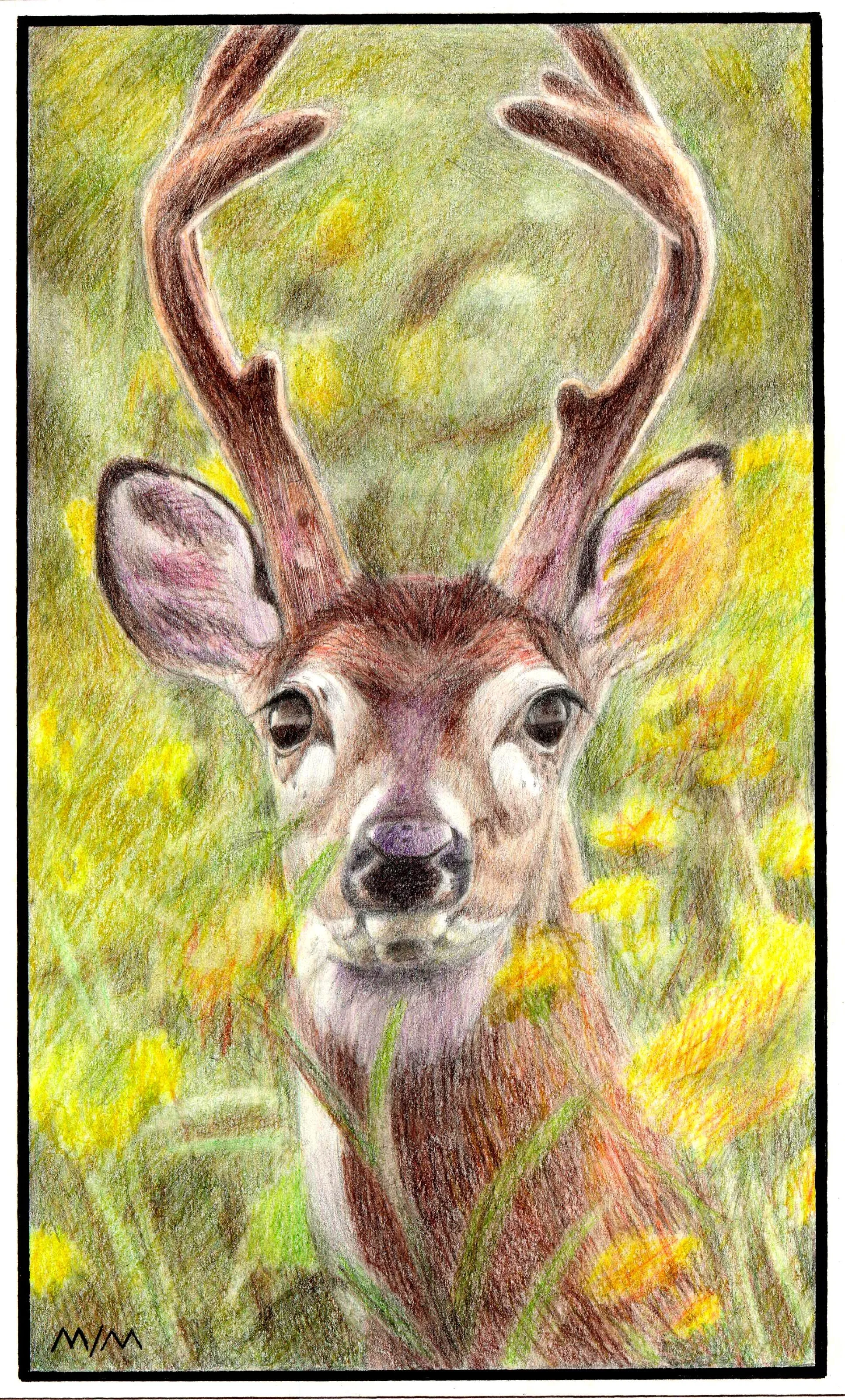 1997-Wildlife (5).jpg