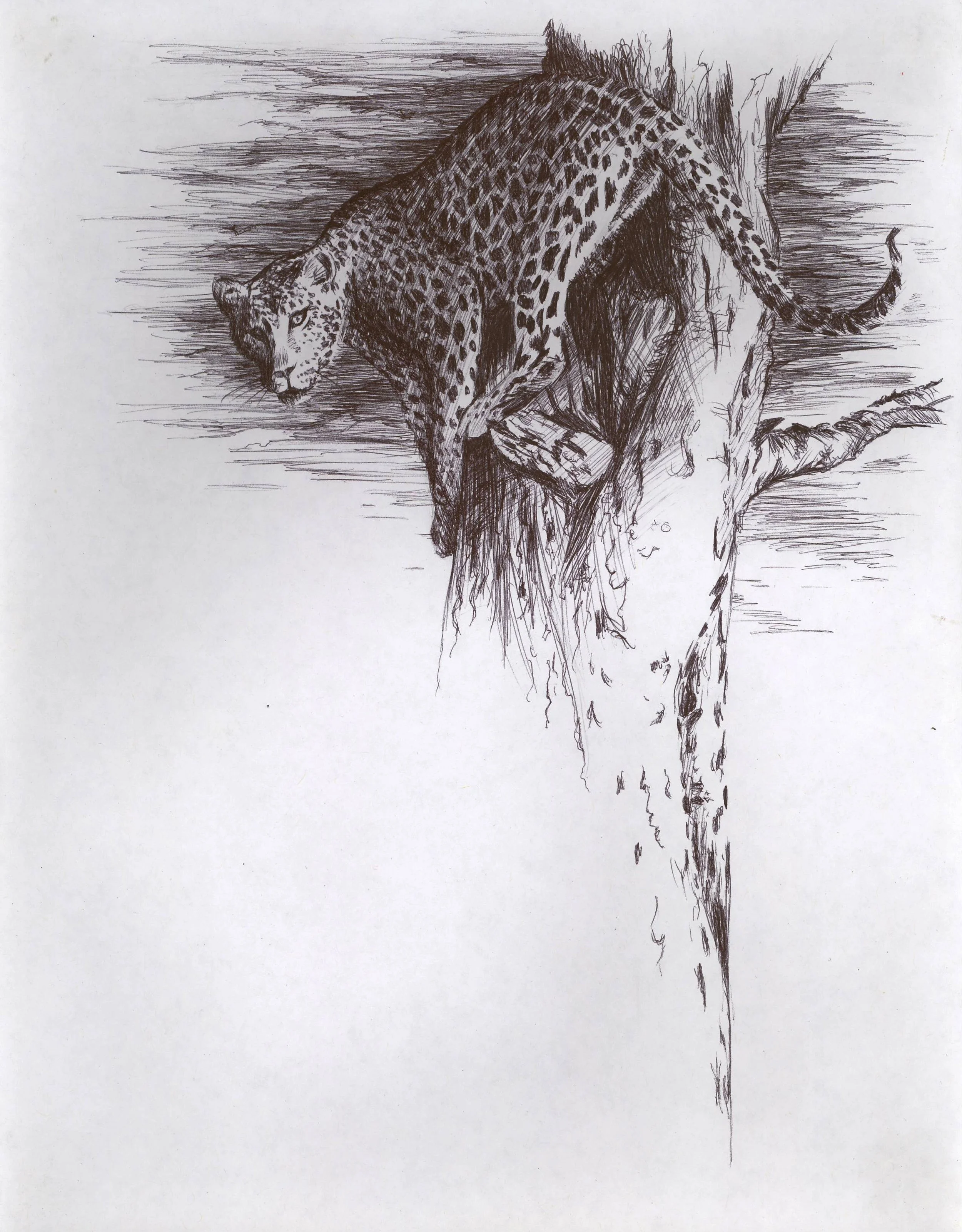 2010 - 6-3 - Leopard 03.JPG