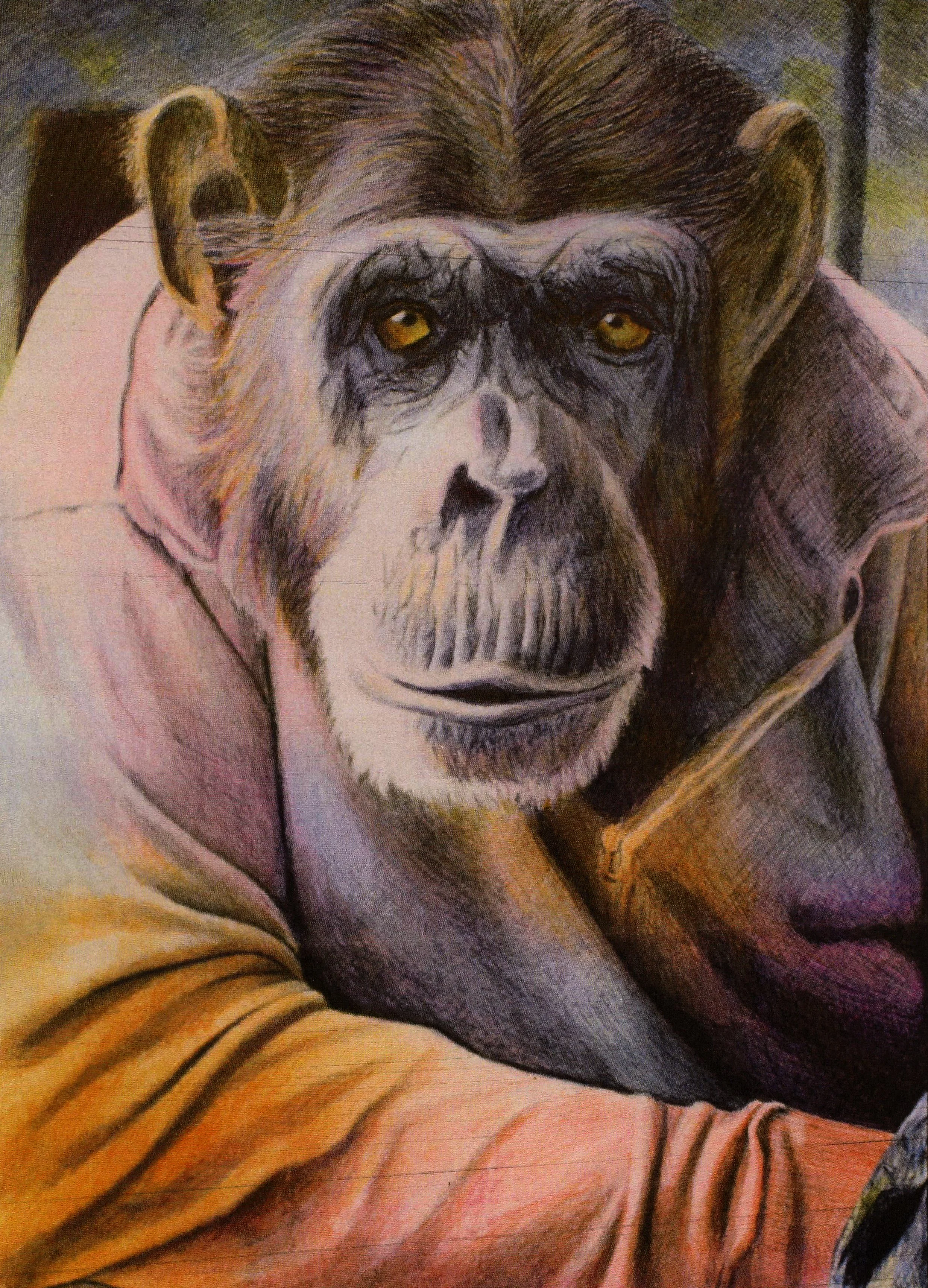 2020 - 7 - Chimp In Sweatshirt.JPG