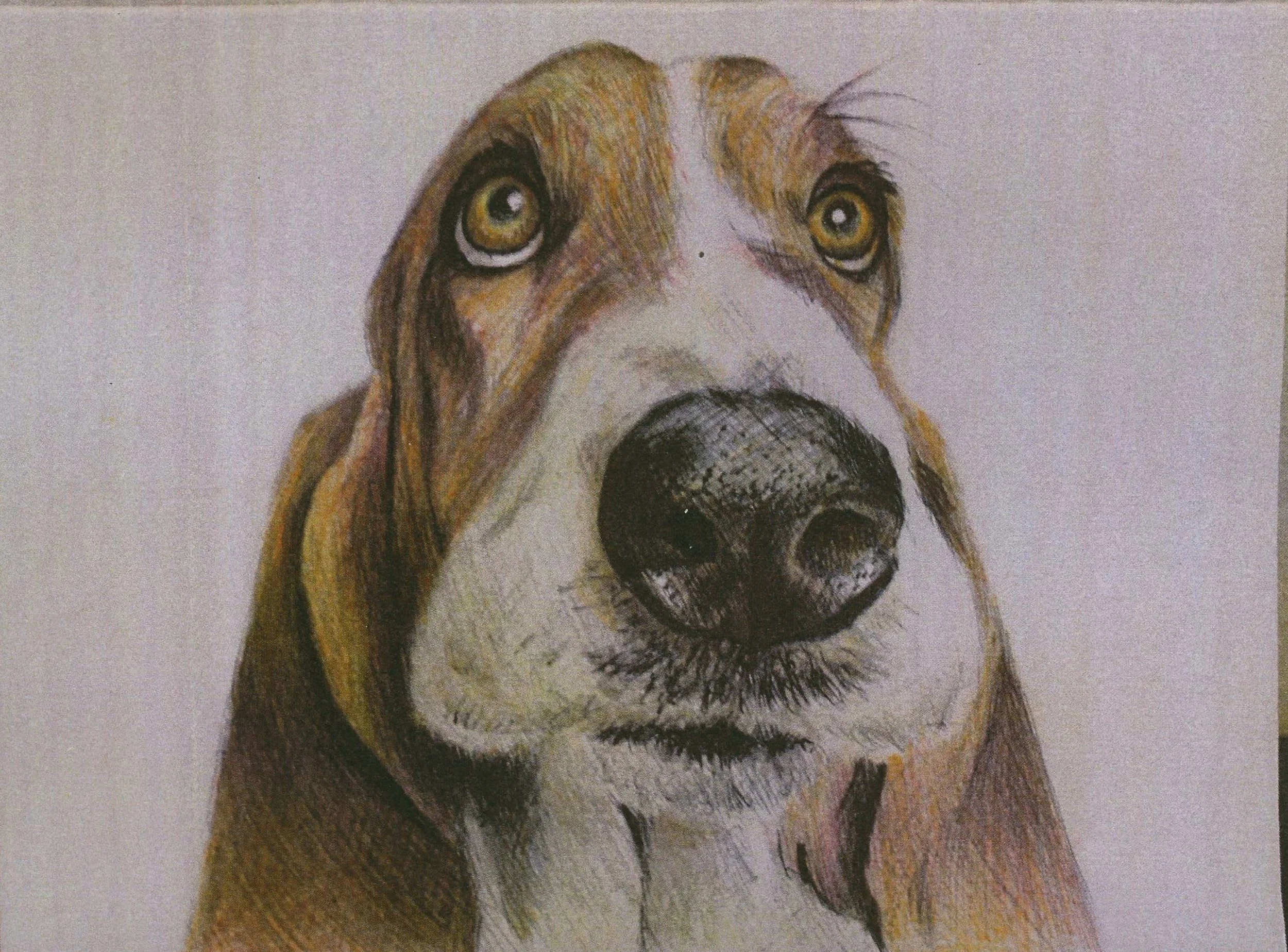 2020 - 4 - Basset Hound.JPG