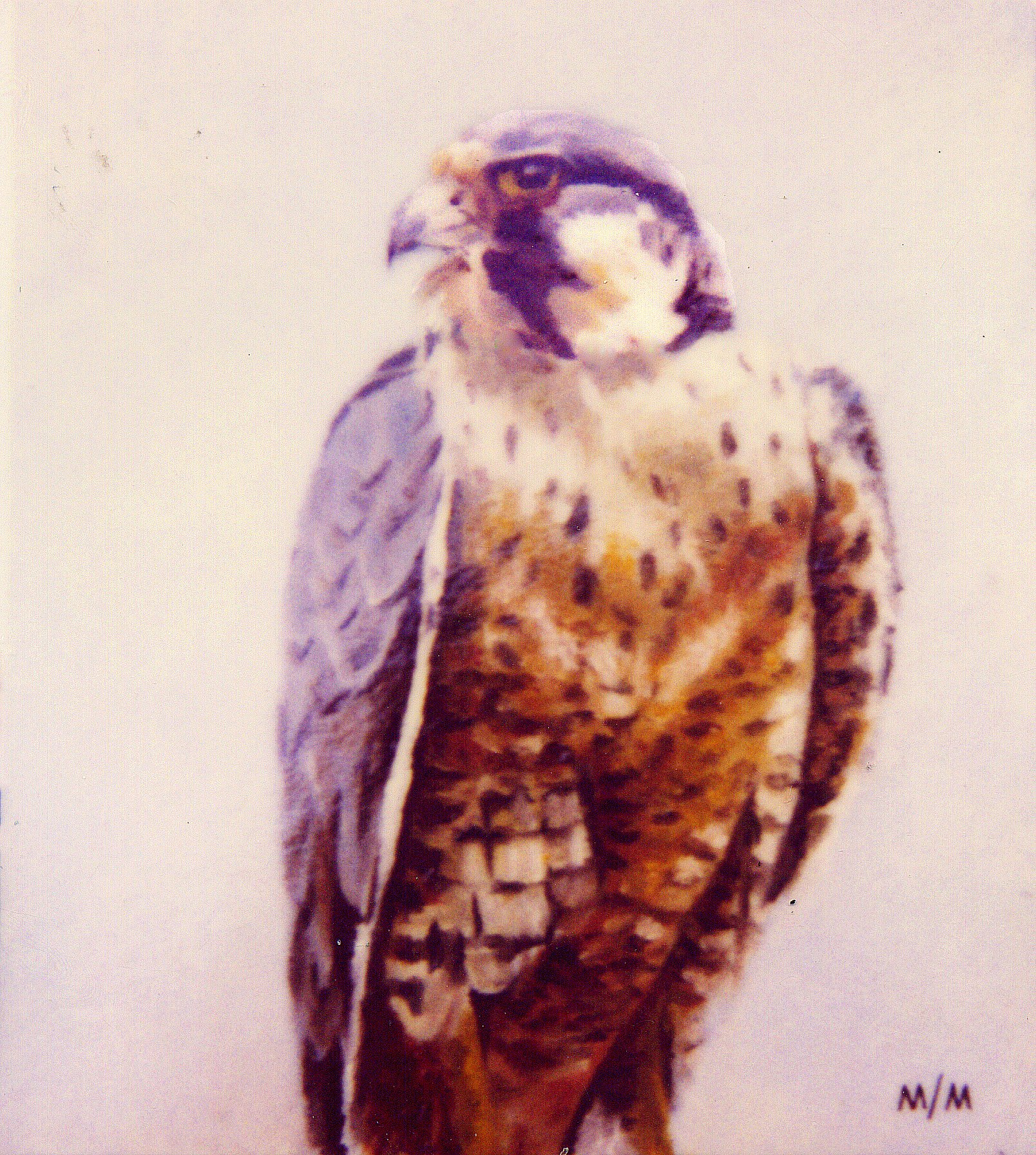 2002-01-14-10x11-Oil Paint-Bateman's Falcon.jpg