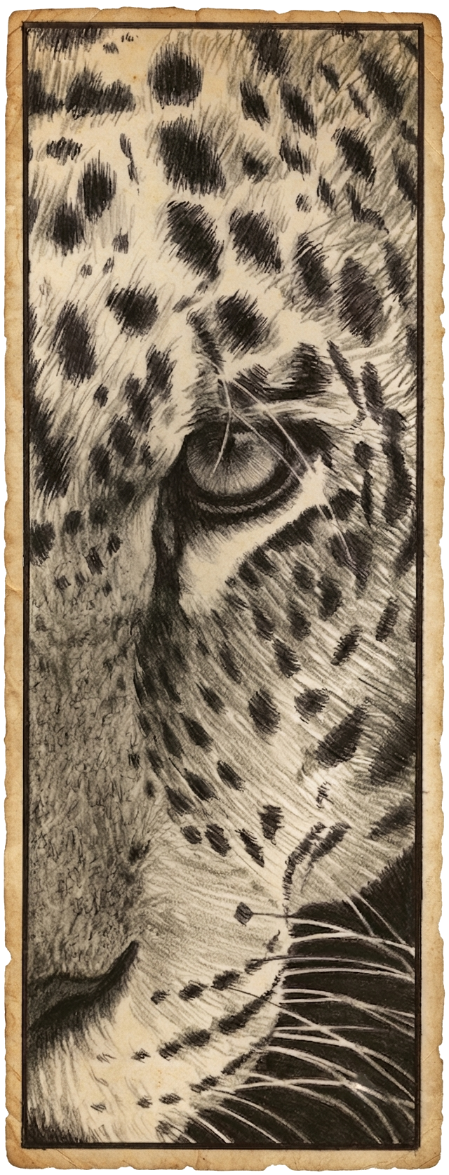 11 Leopardb.png