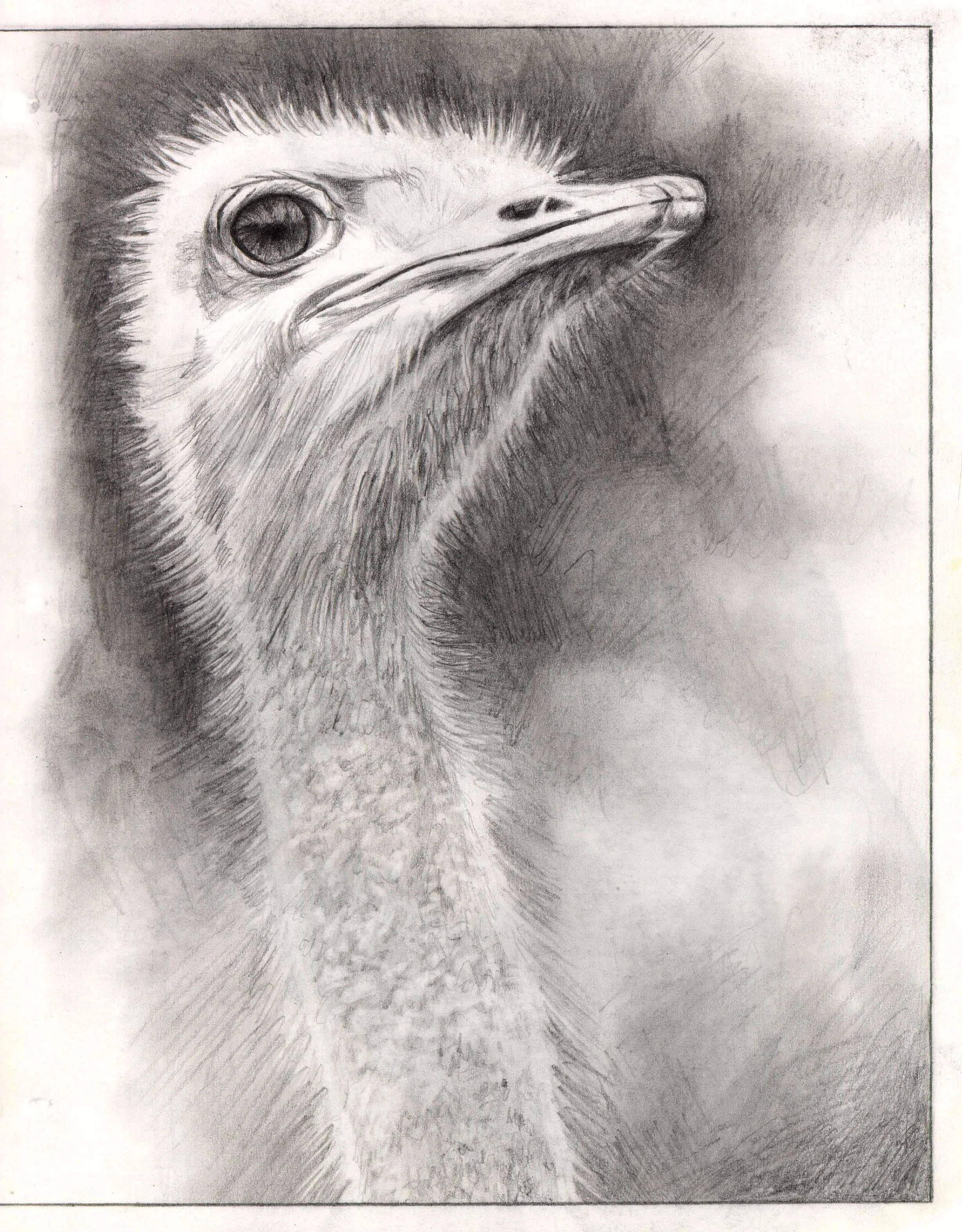 1999-ostrich.jpg